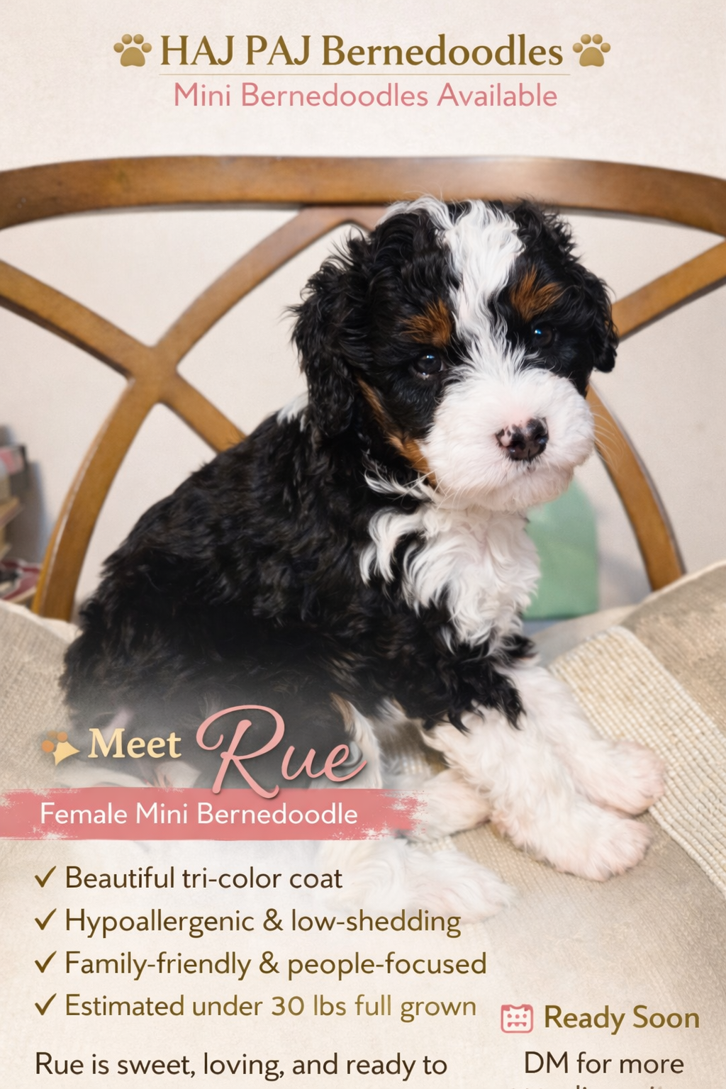 Rue – Bernedoodle puppy for sale in Gulfport, MS
