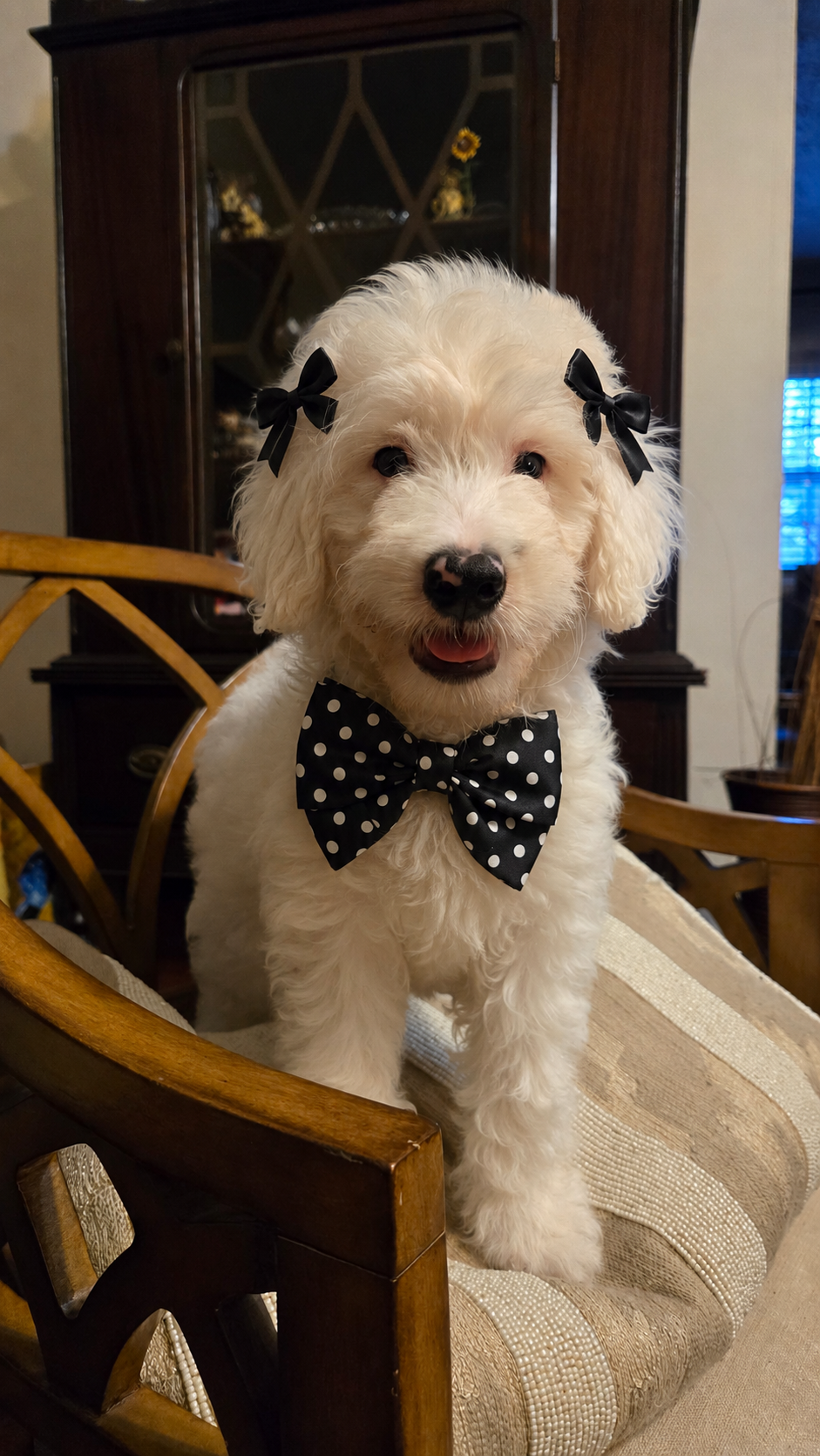 Jules – Bernedoodle puppy for sale in Jacksonville Beach, FL