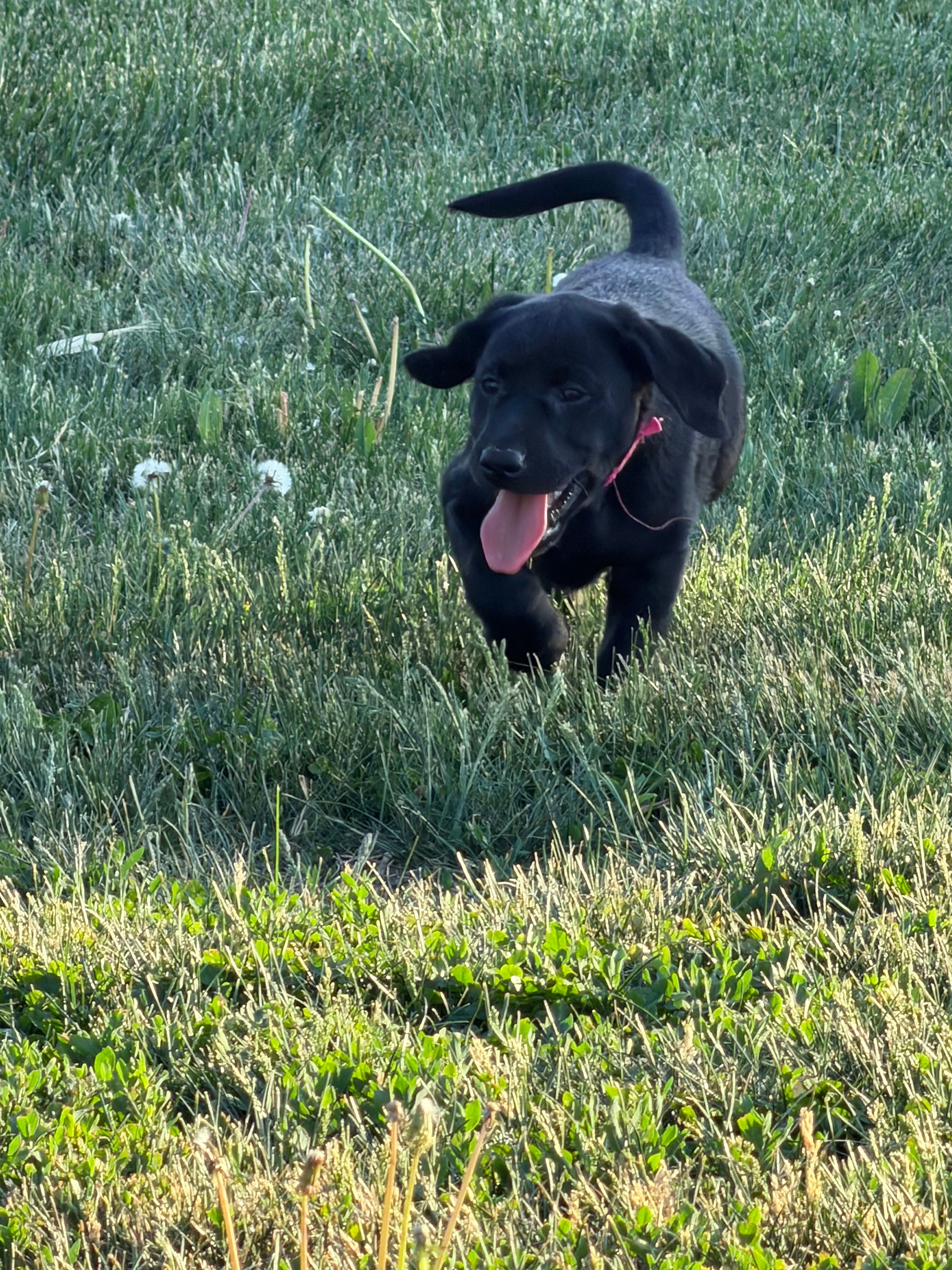 Barbie  – Labrador Retriever puppy for sale in Madison, SD