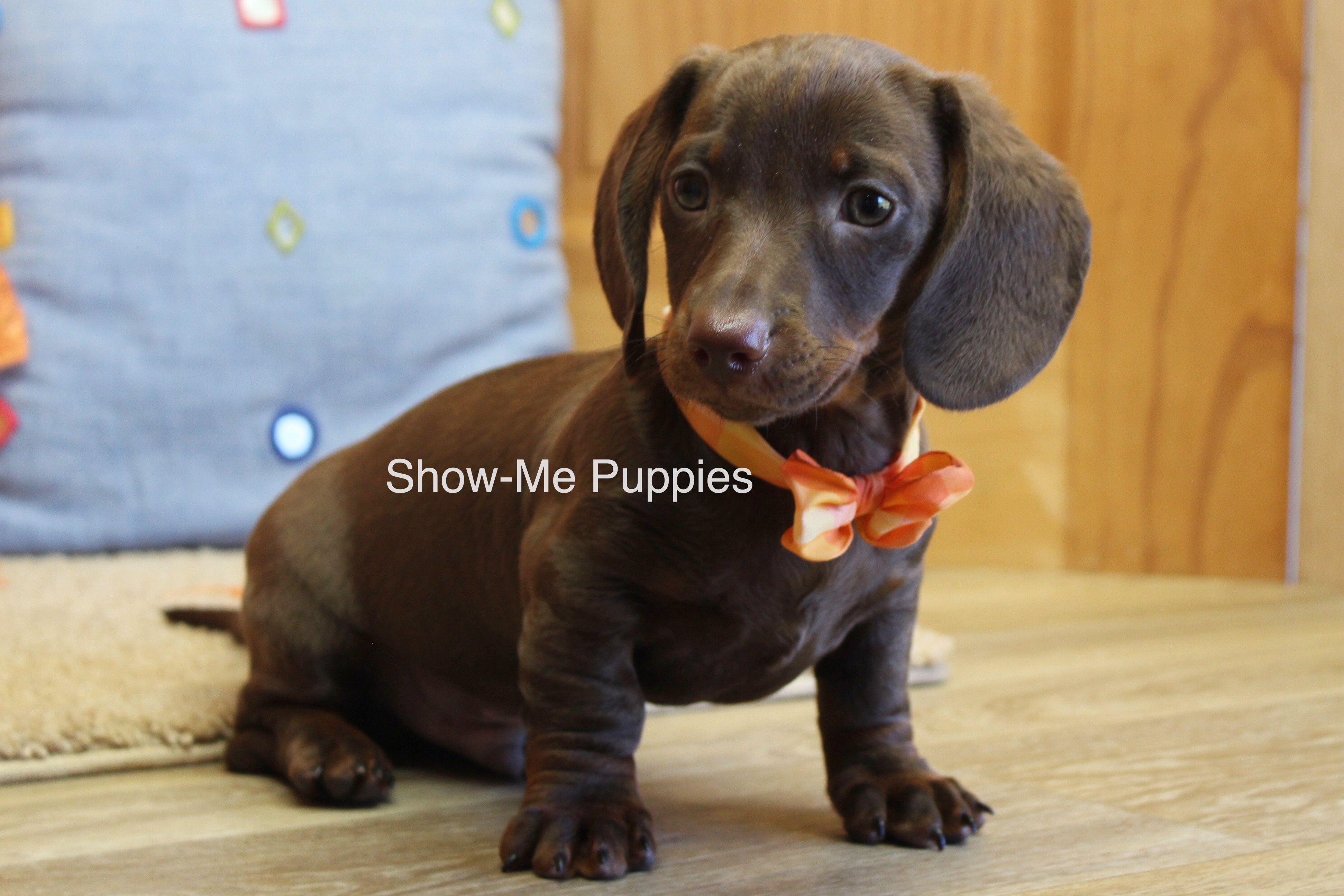 Bruno – Miniature Dachshund puppy for sale in West Plains, MO