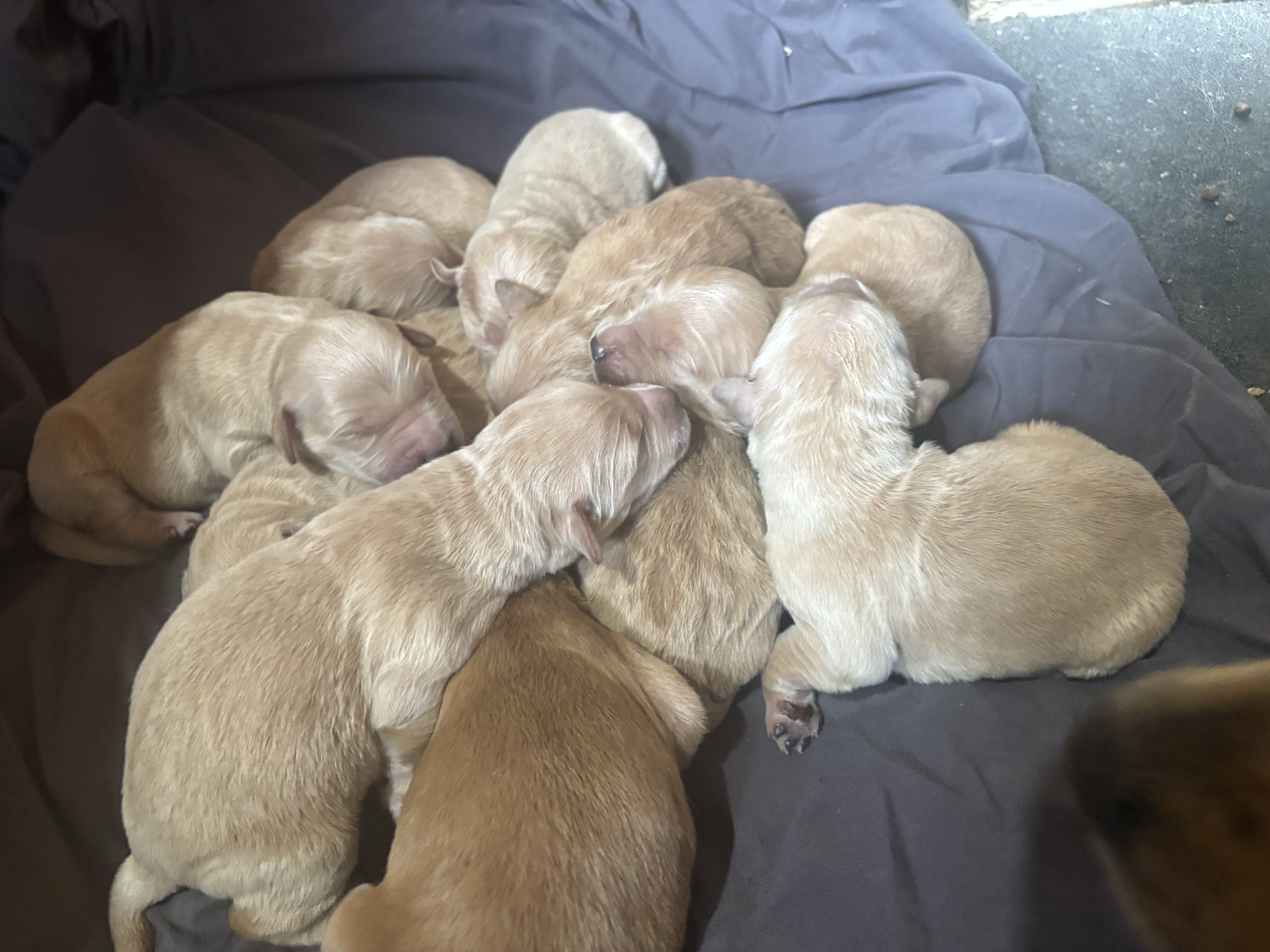 AKC Golden Retriever  – Golden Retriever puppy for sale in Grantsville, MD