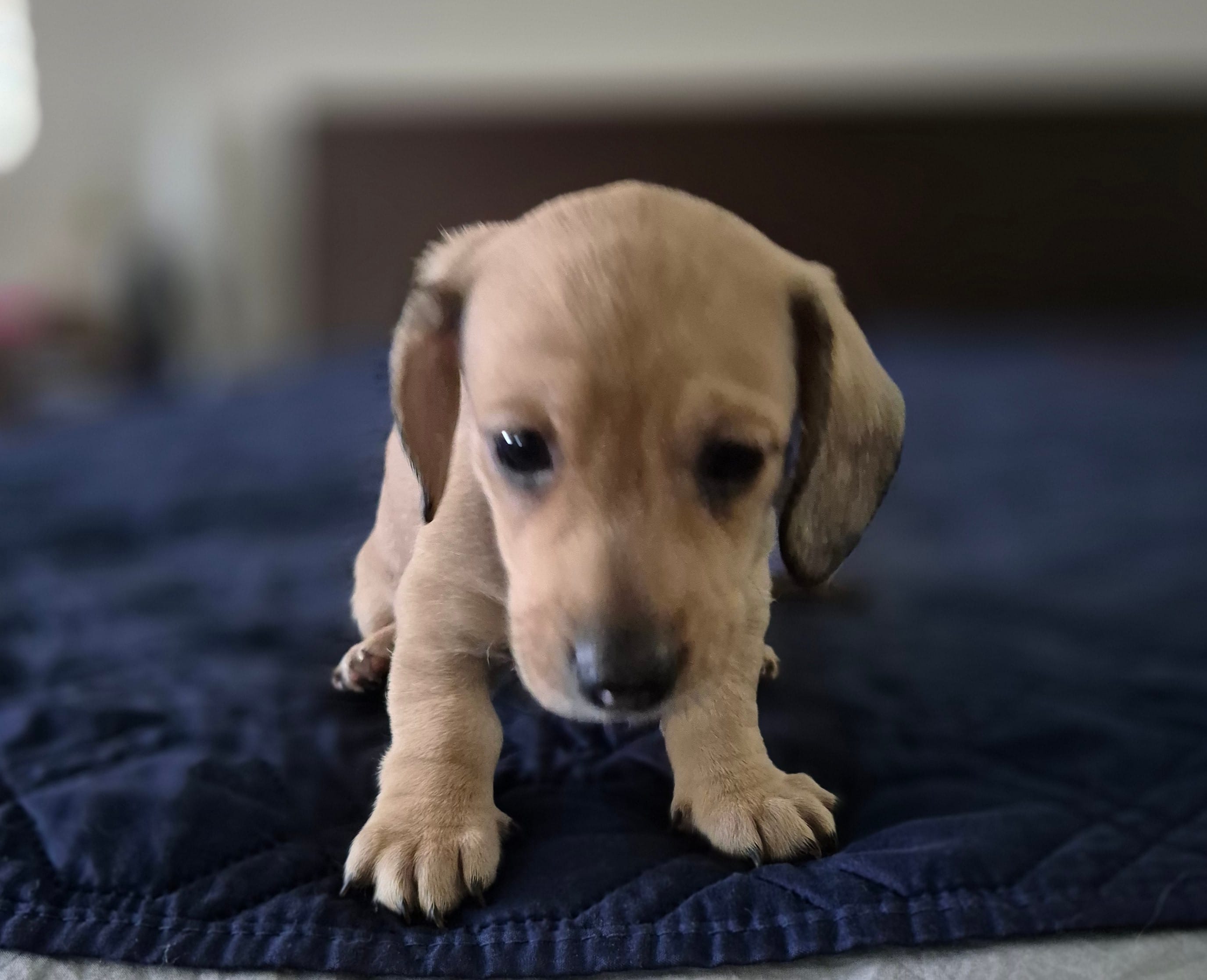 Bracken AKC Smooth Shaded Cream  – Miniature Dachshund puppy for sale in Los Angeles, CA