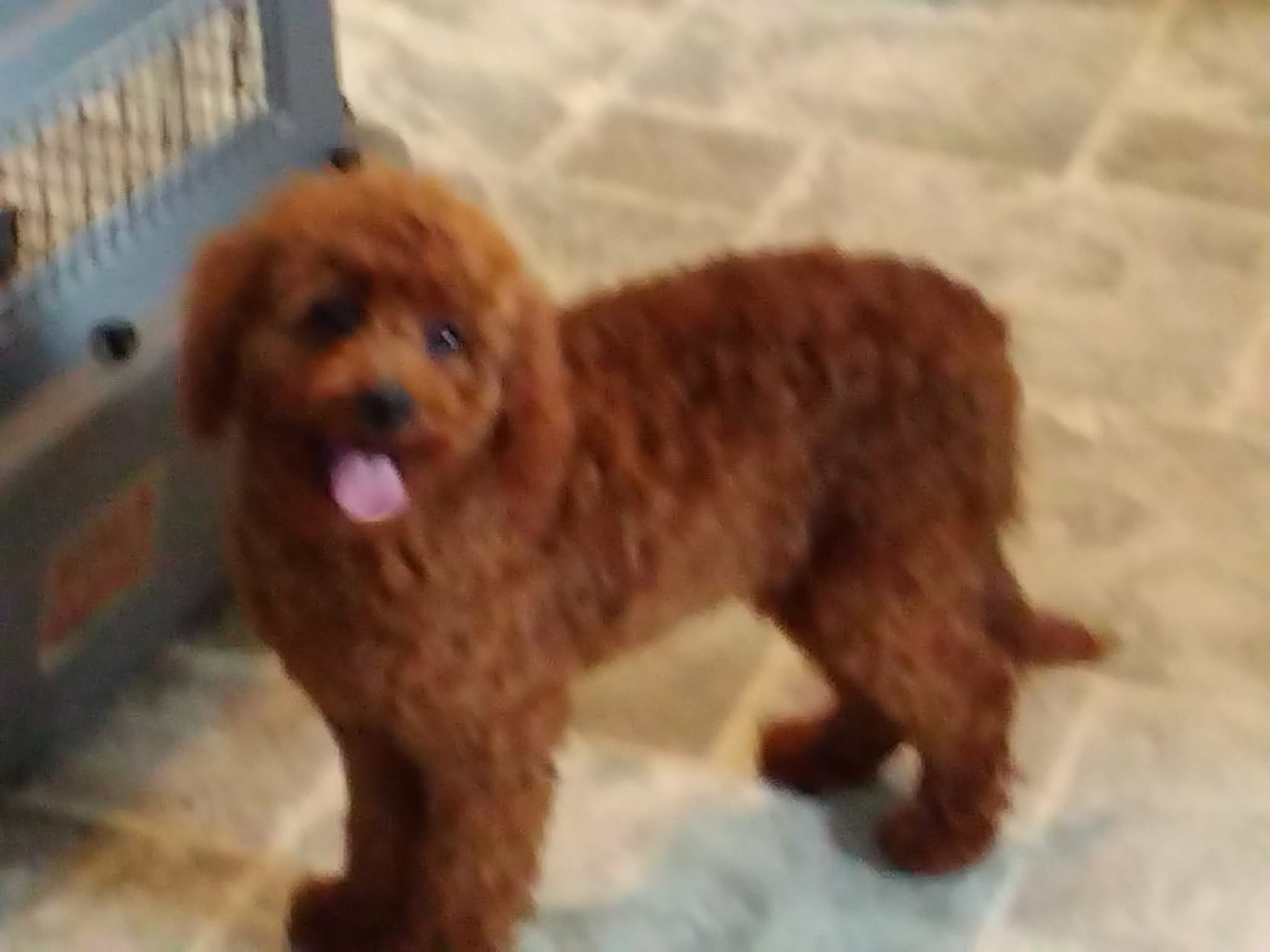 Cinmin – Cockapoo puppy for sale in Millerstown, PA