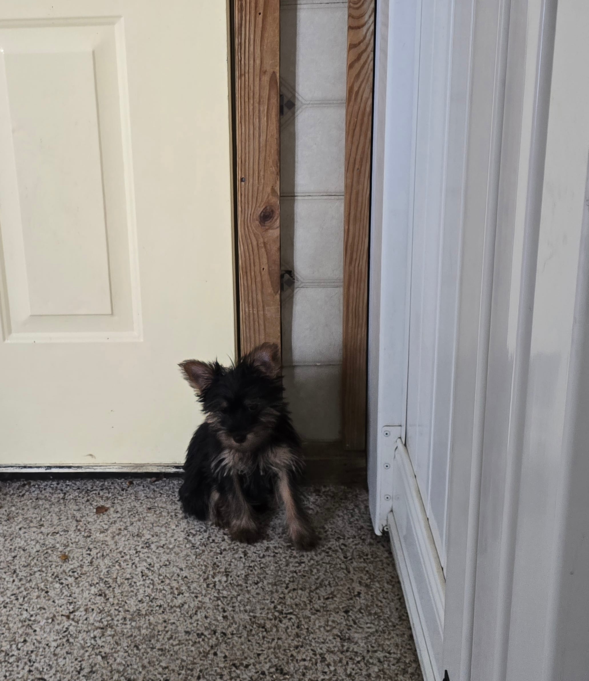 Haliey – Yorkshire Terrier puppy for sale in Millerstown, PA