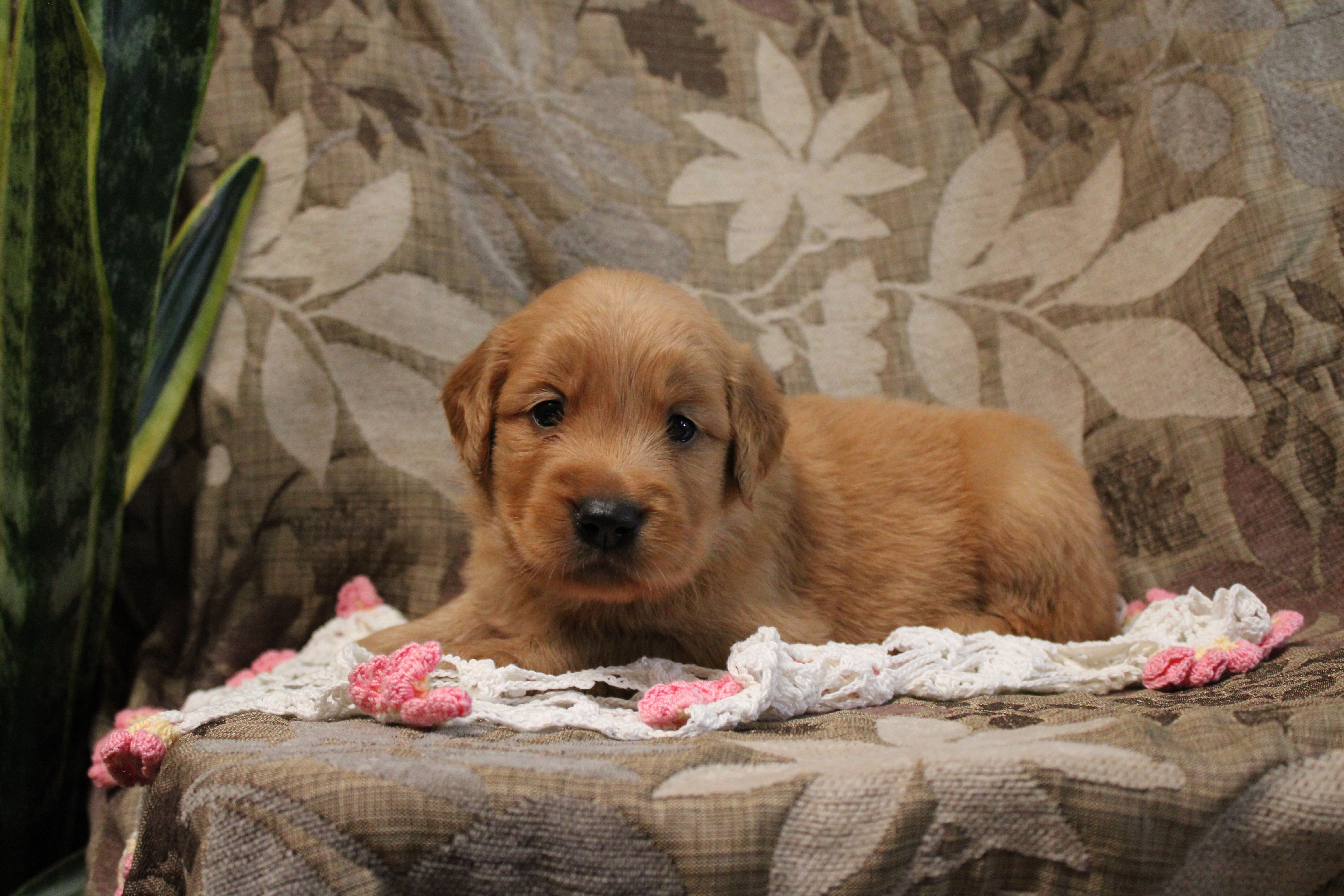Tanner – Golden Retriever puppy for sale in Nora Springs, IA