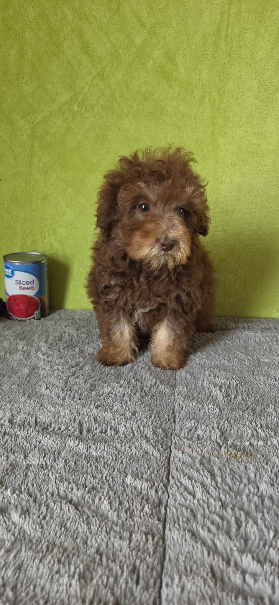 Charlie – Poodle - Miniature  puppy for sale in Bethany, MO