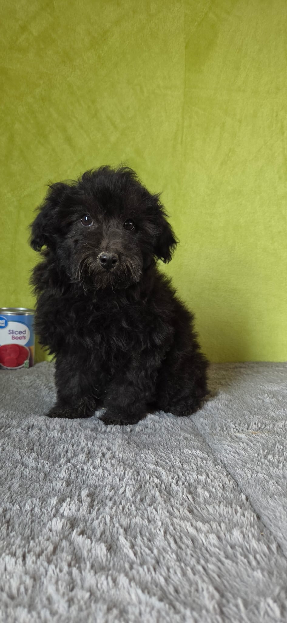 Leo – Poodle - Miniature  puppy for sale in Bethany, MO