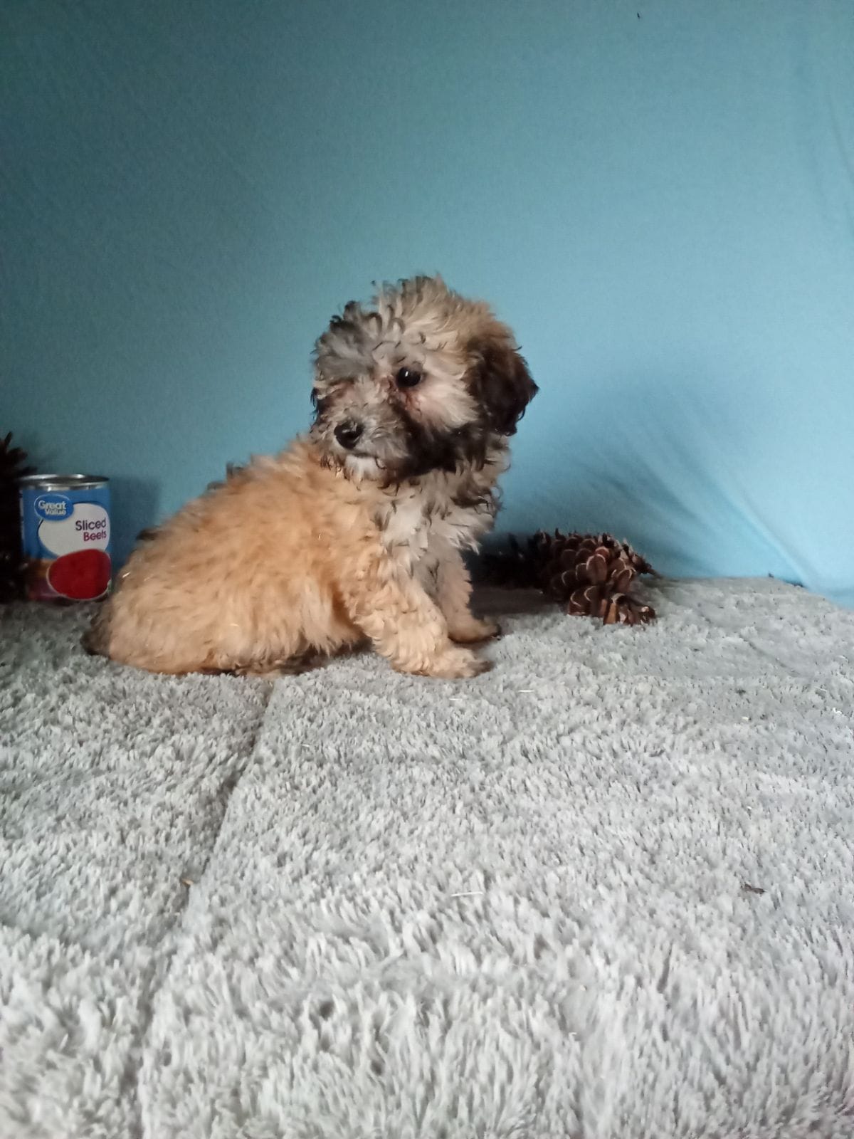 Lola – Poodle - Toy  puppy for sale in Bethany, MO