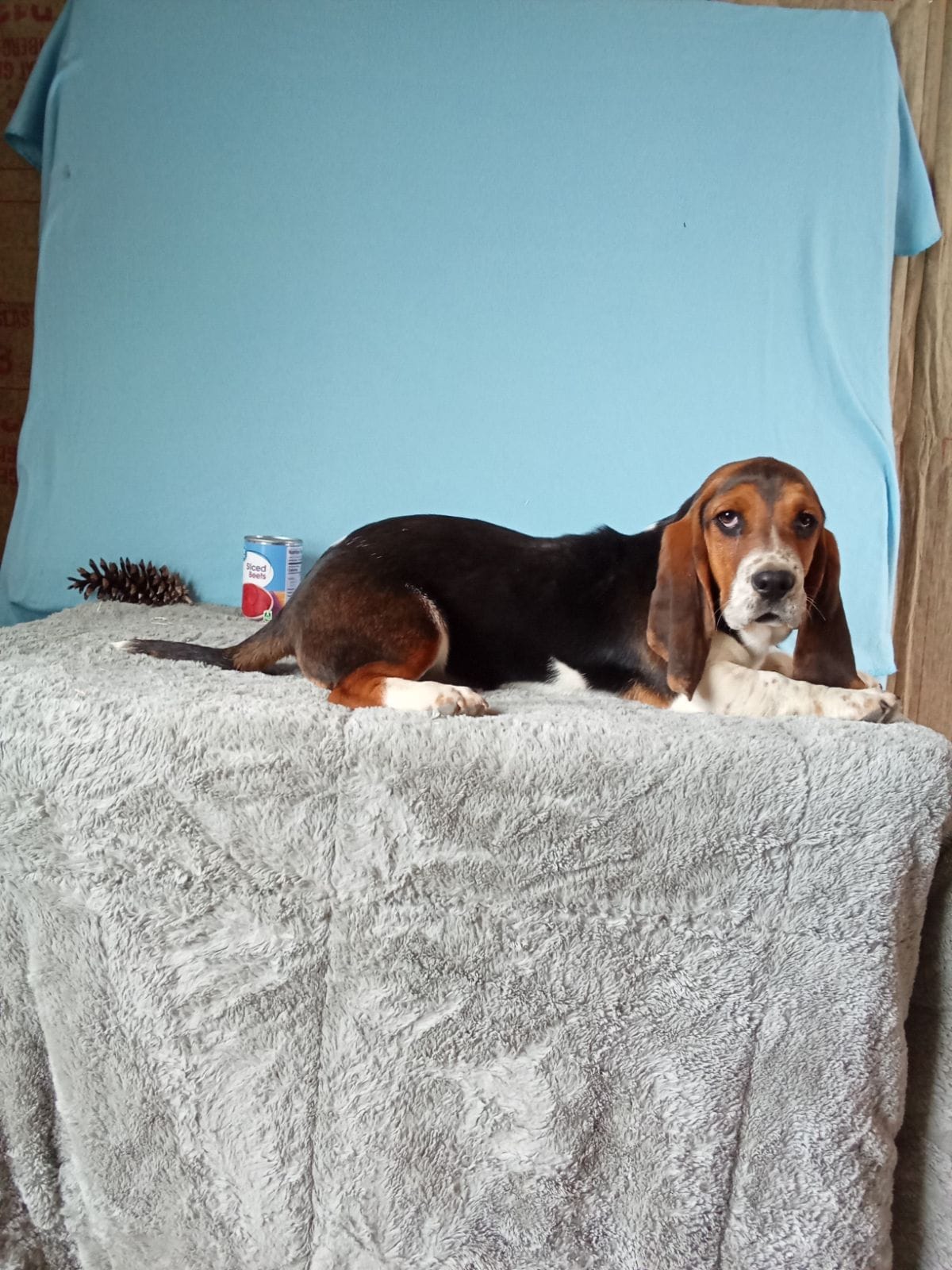 Brody – Basset Hound puppy for sale in Bethany, MO