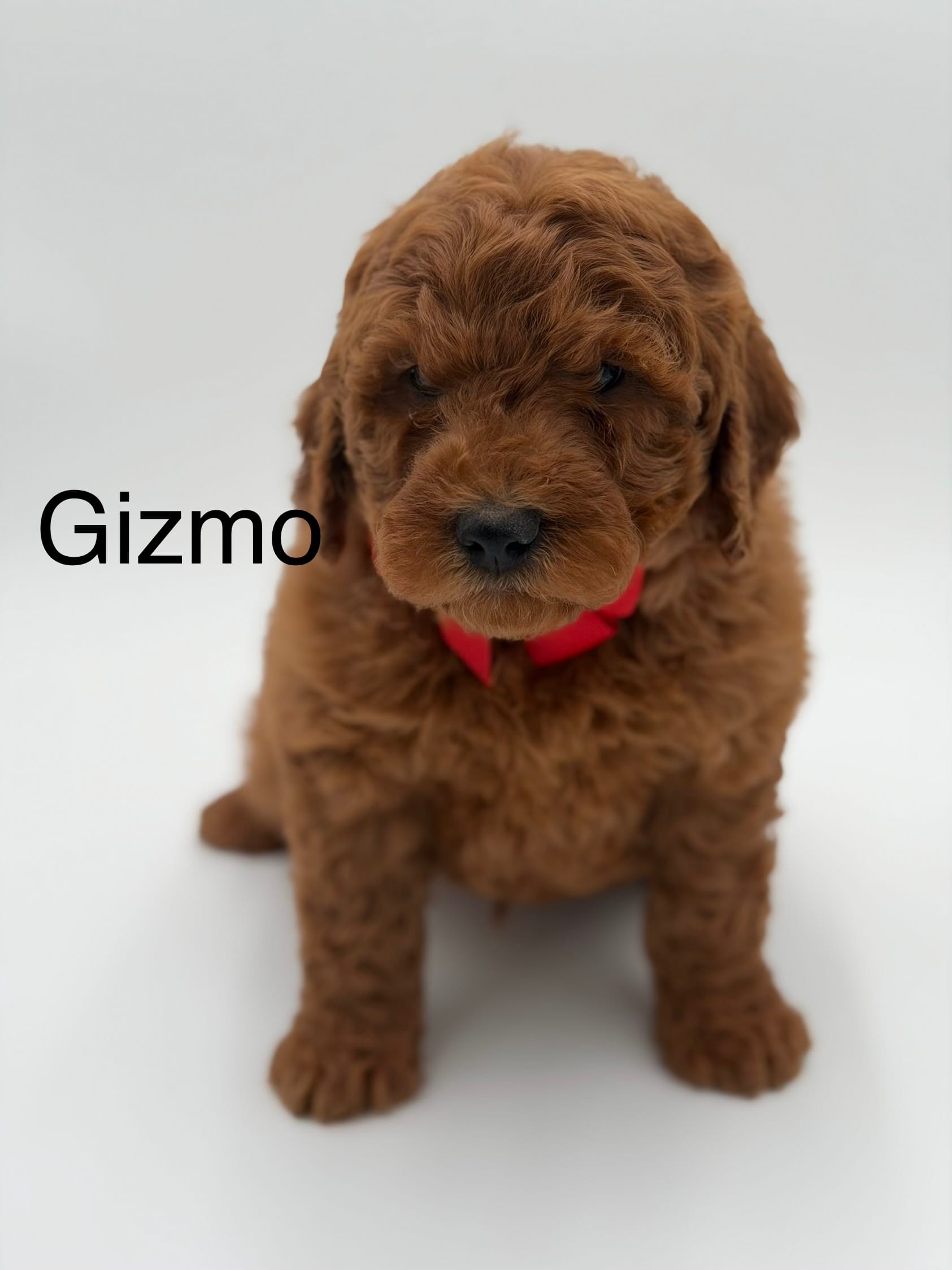 Gizmo