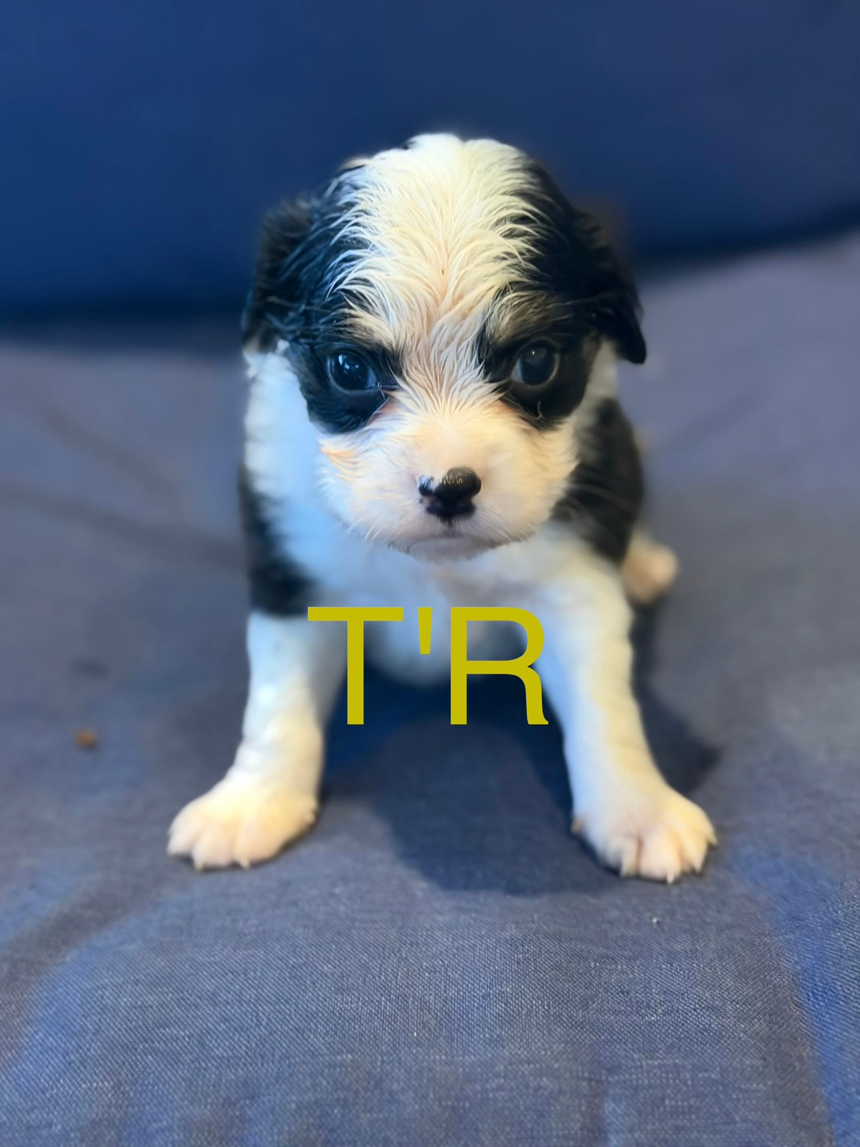 T'R – Aussalier puppy for sale in Mayfield, KY