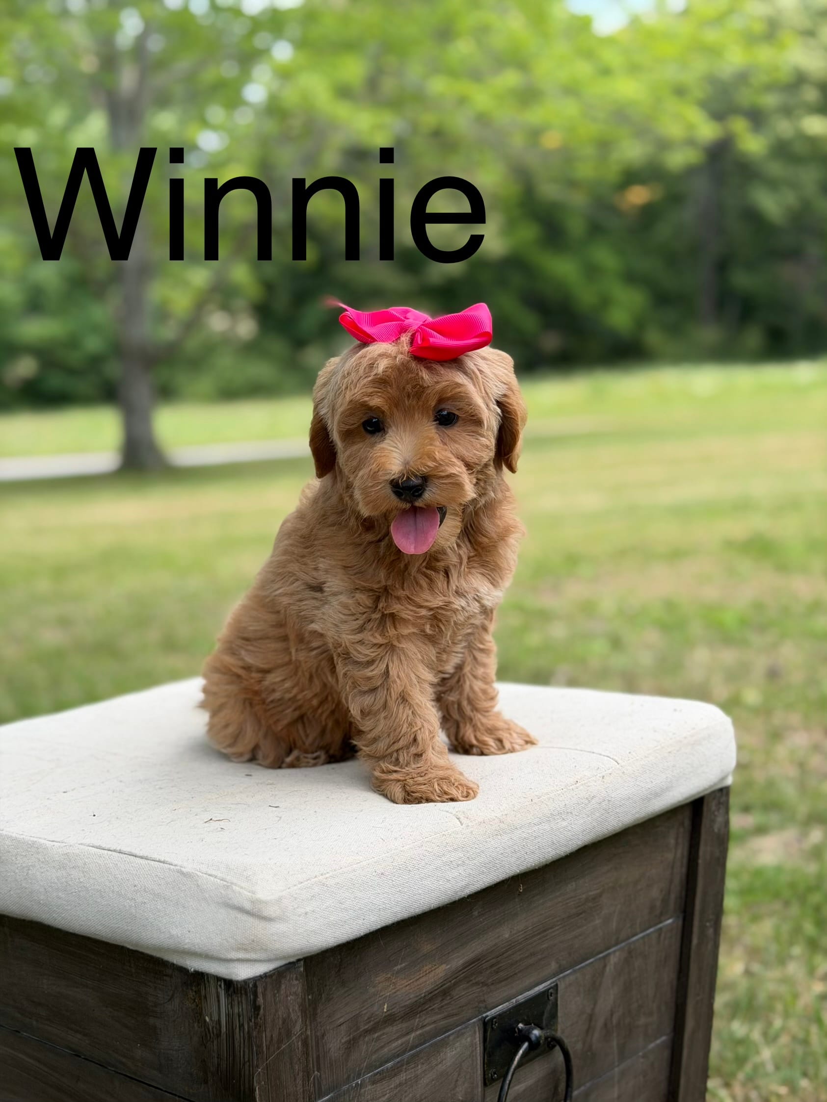 Winnie  – Miniature Goldendoodle puppy for sale in Mayfield, KY
