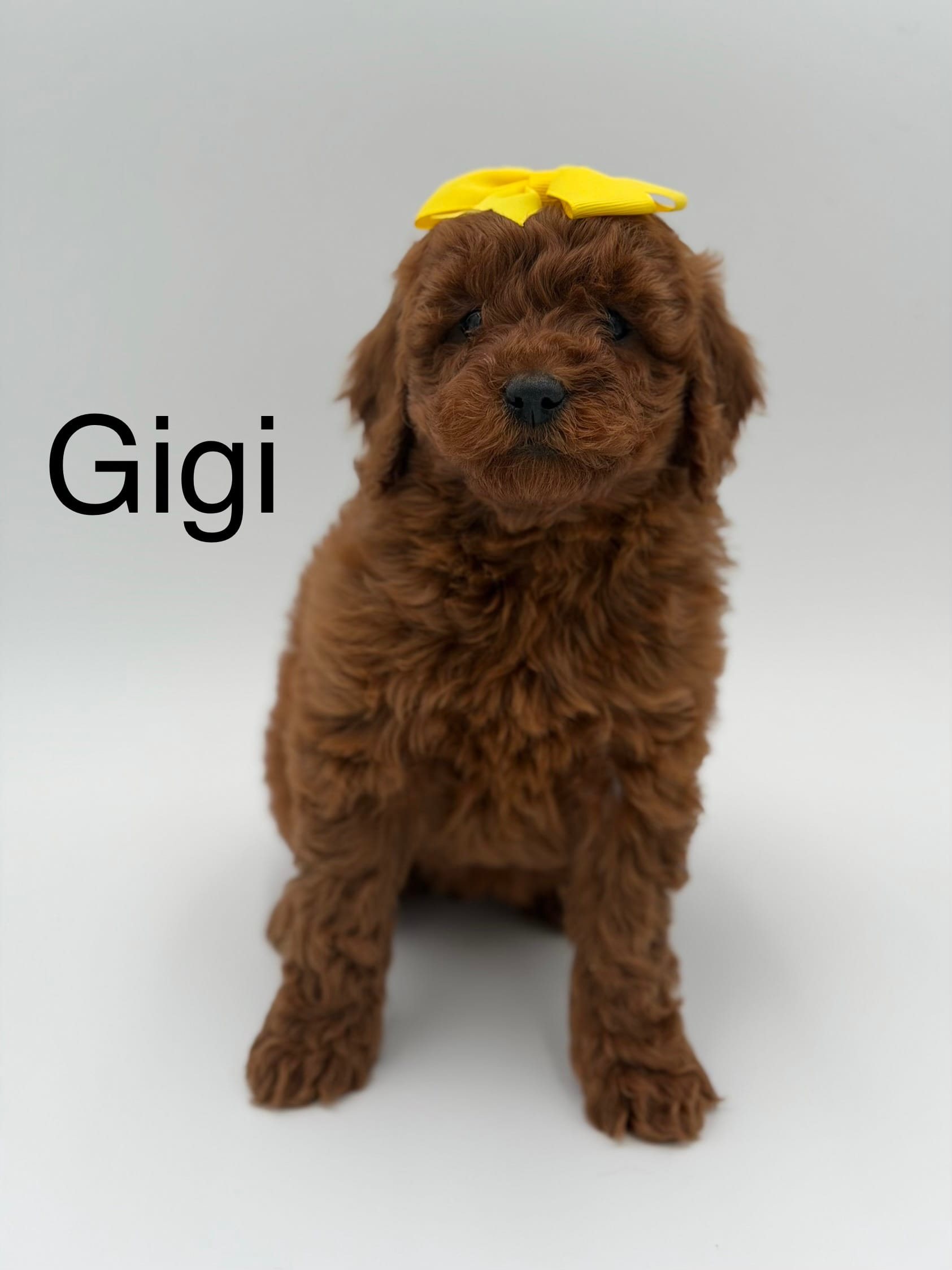 Gigi