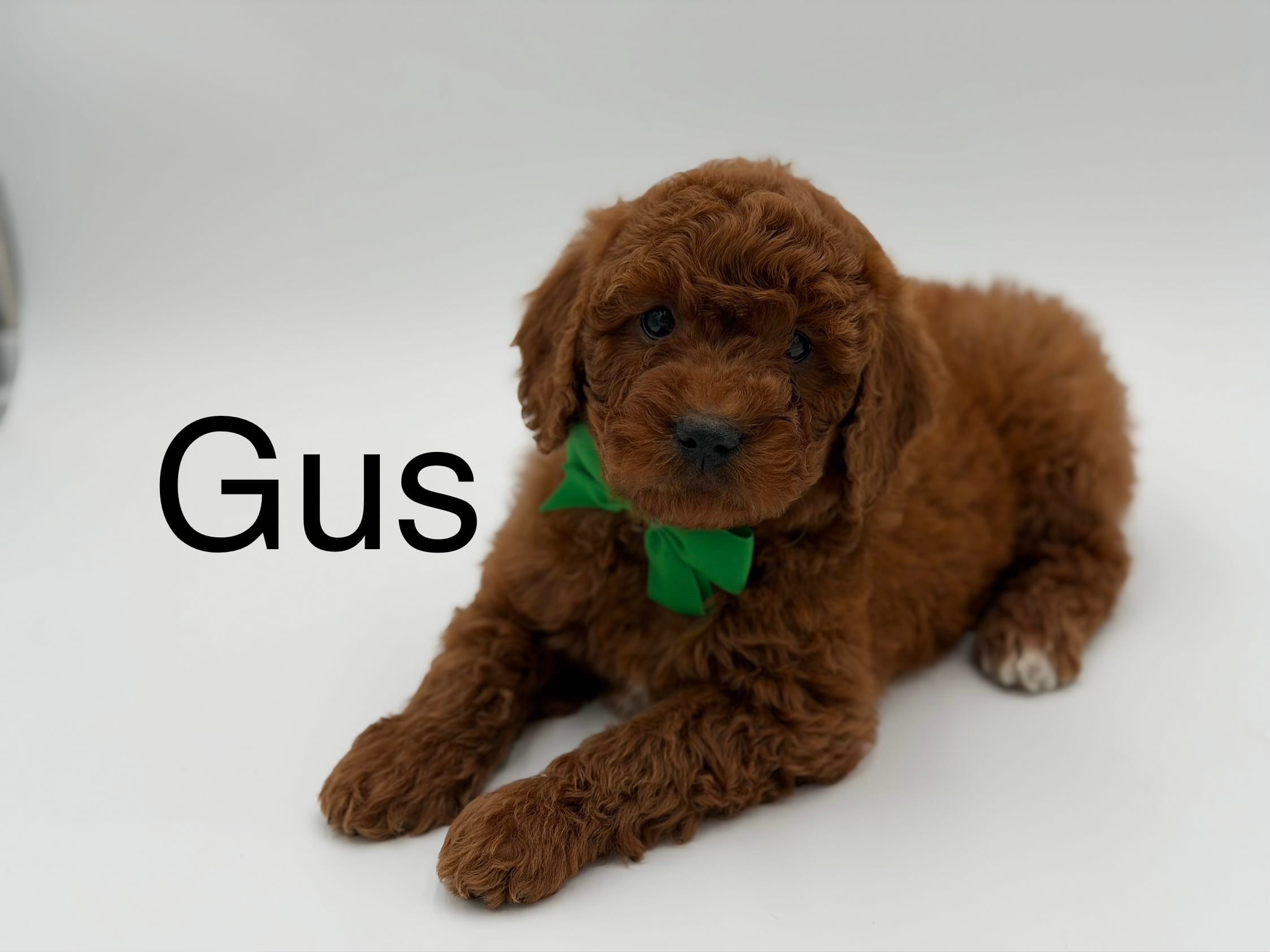 Gus