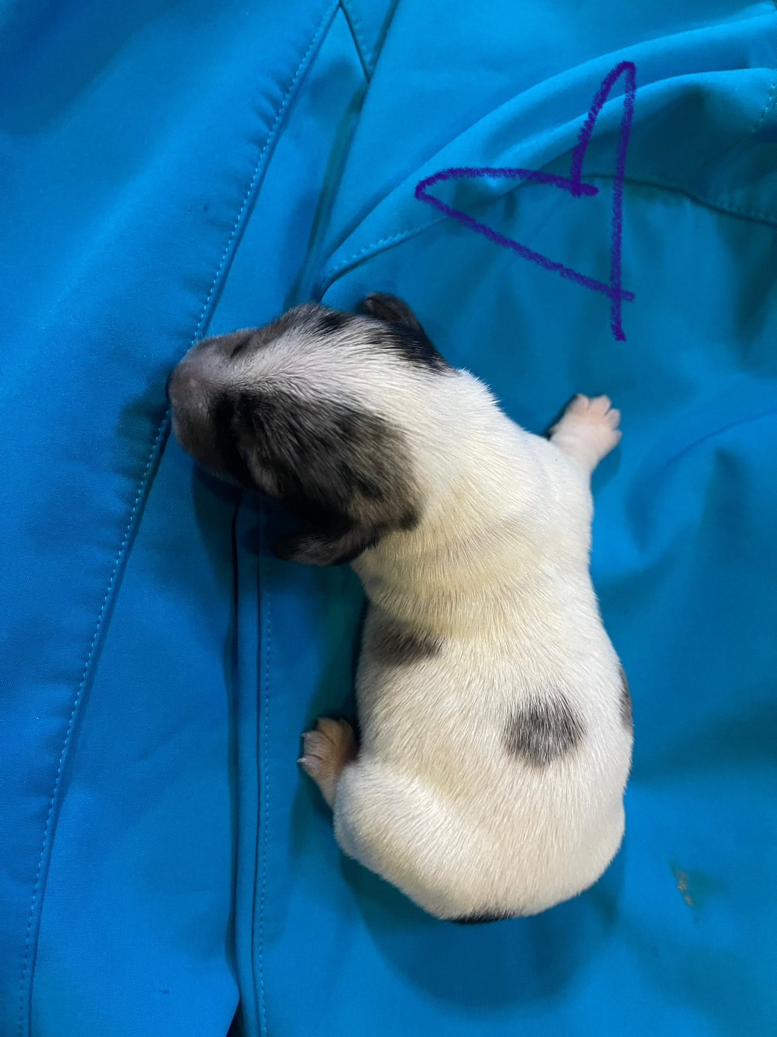 Dapple piebald male with spot on back – Miniature Dachshund puppy for sale in Statesville, NC
