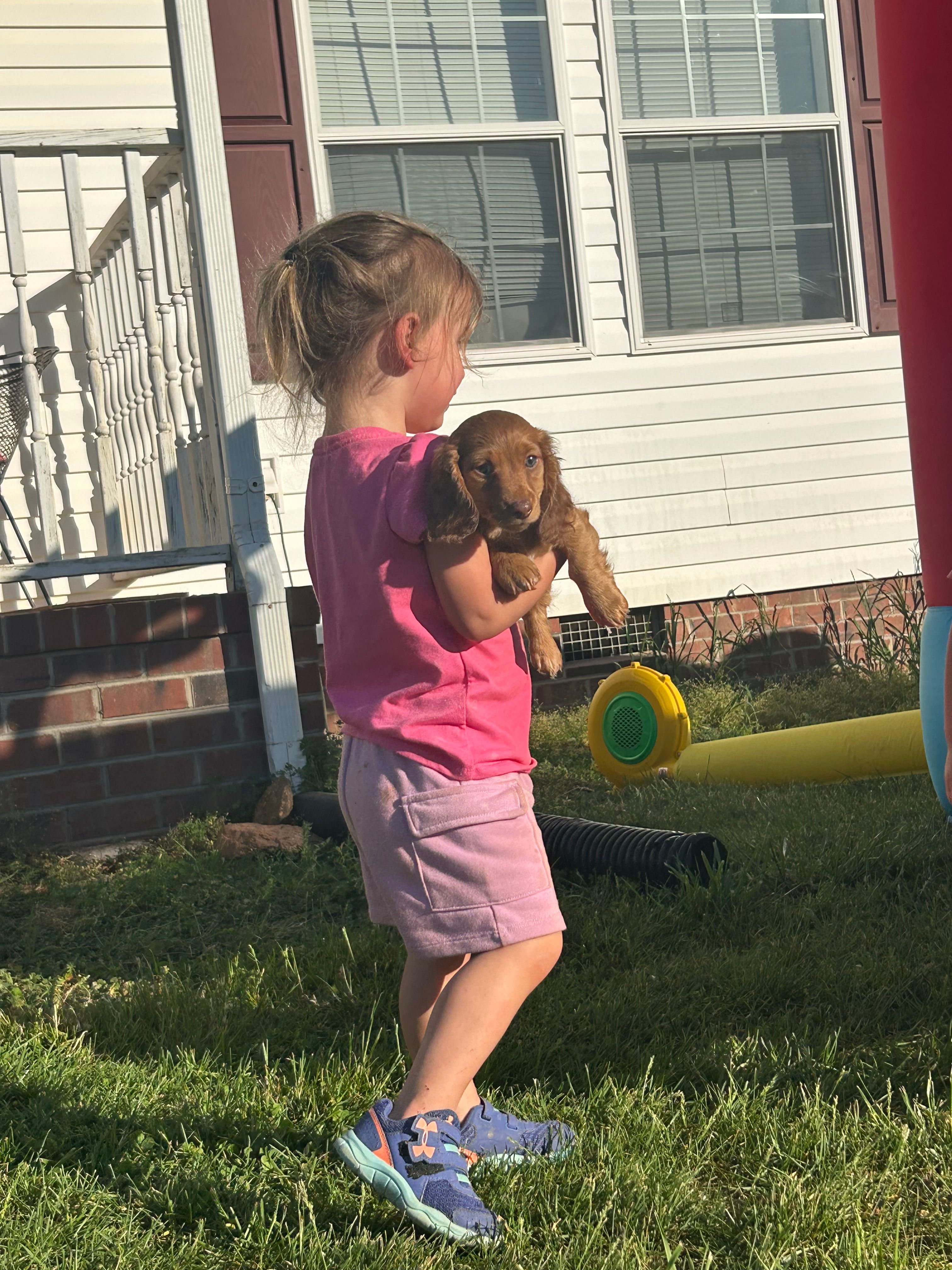 Long Hair Red DK Male – Miniature Dachshund puppy for sale in Statesville, NC