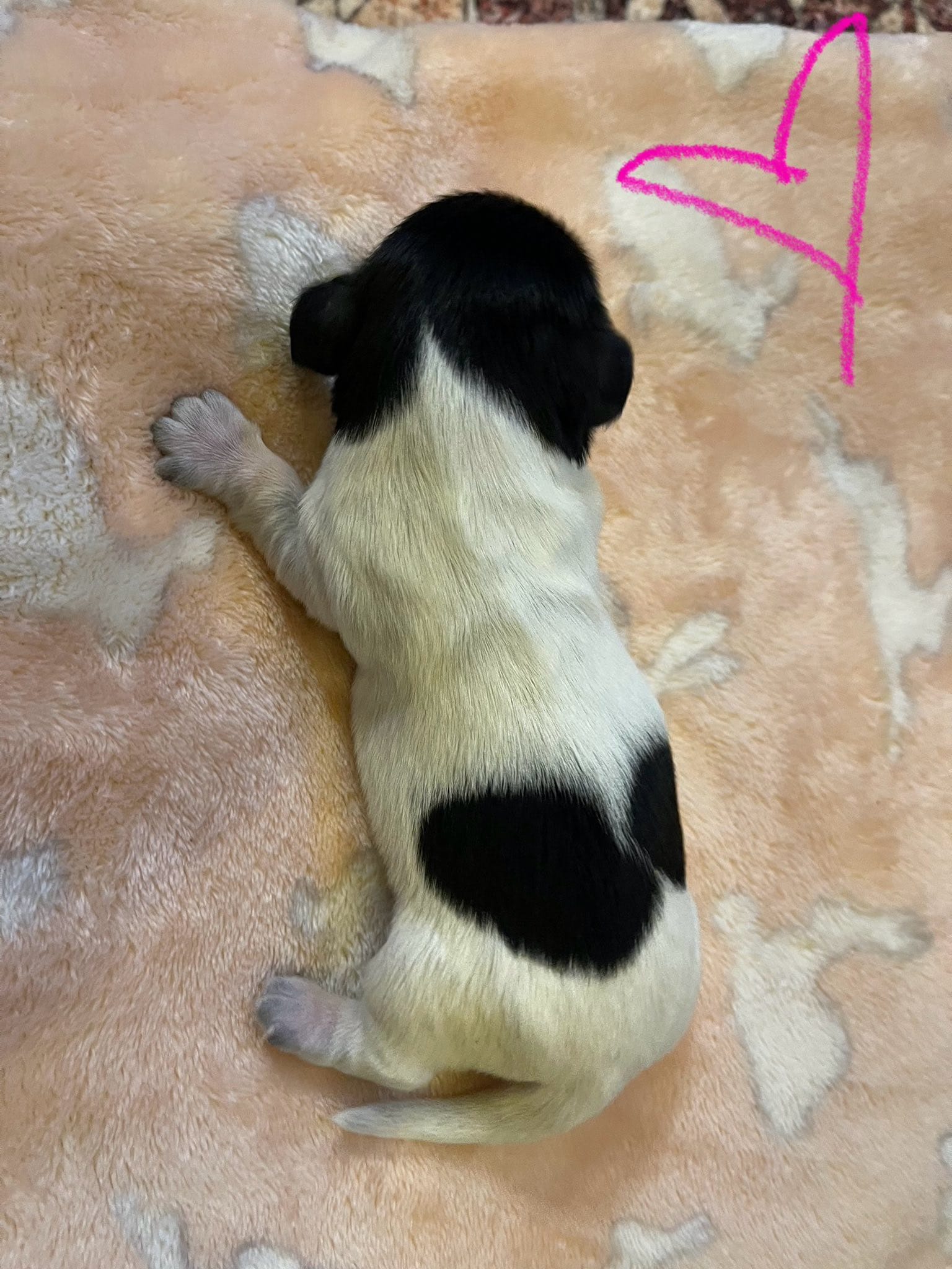 Female piebald with 2 dots on back – Miniature Dachshund puppy for sale in Statesville, NC