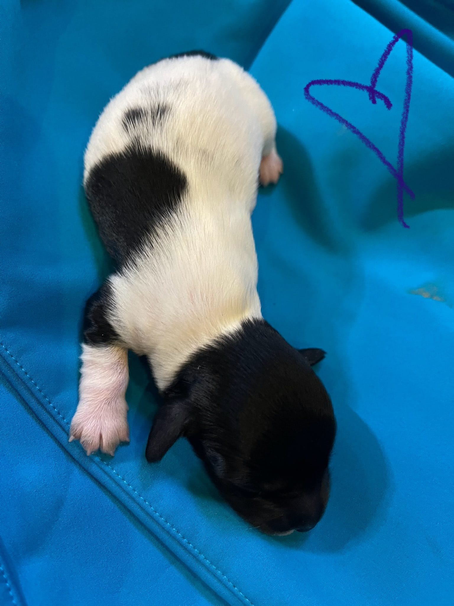 Male Piebald with solid black face – Miniature Dachshund puppy for sale in Statesville, NC