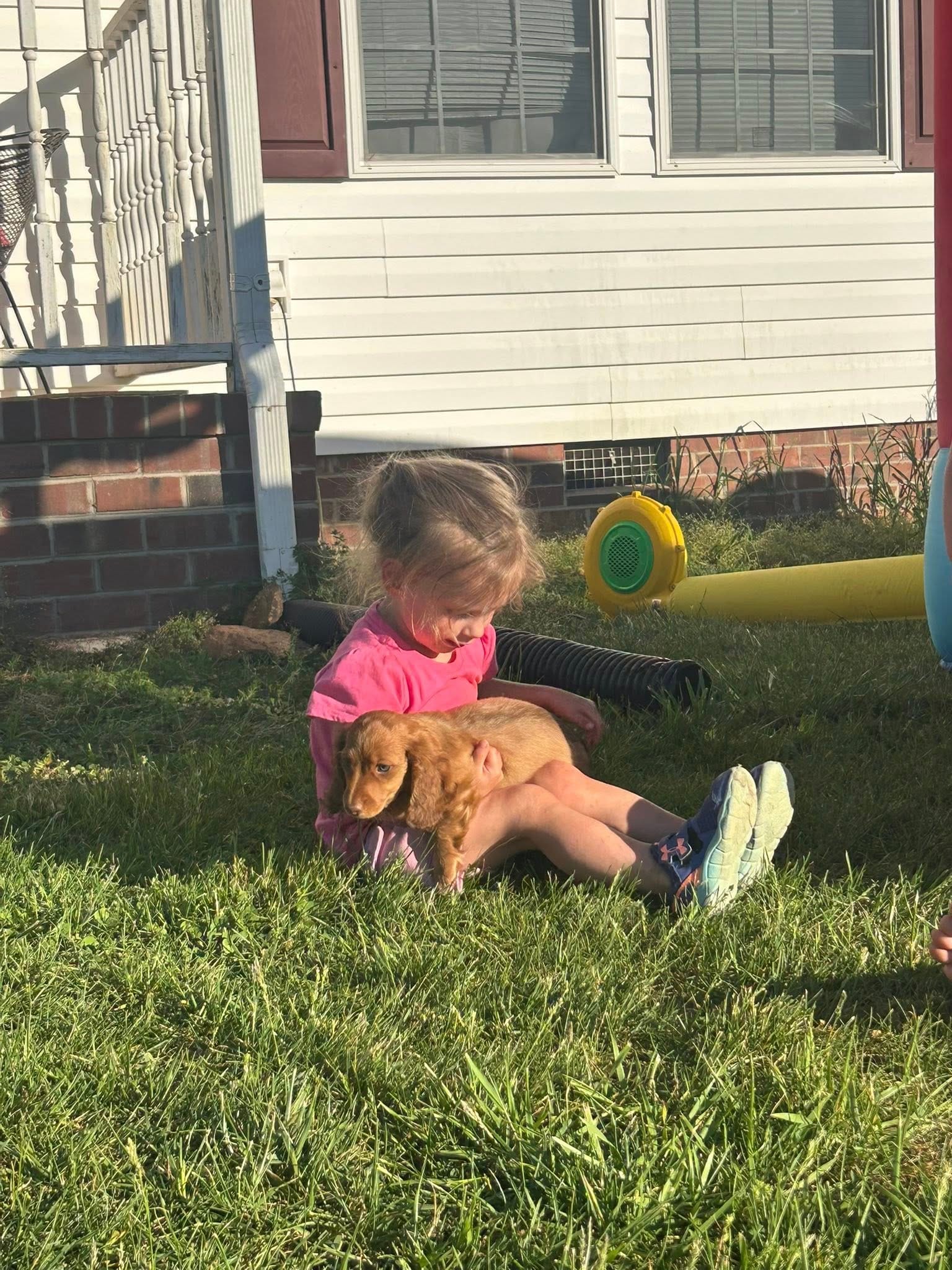 Long Hair Cream/Red – Miniature Dachshund puppy for sale in Statesville, NC