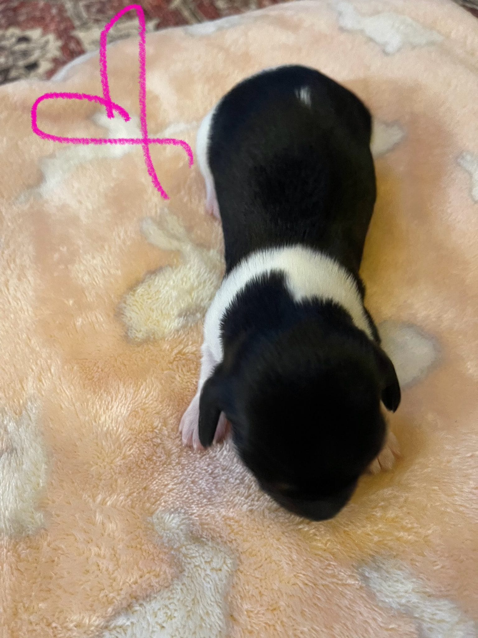 Female piebald with solid black face – Miniature Dachshund puppy for sale in Statesville, NC