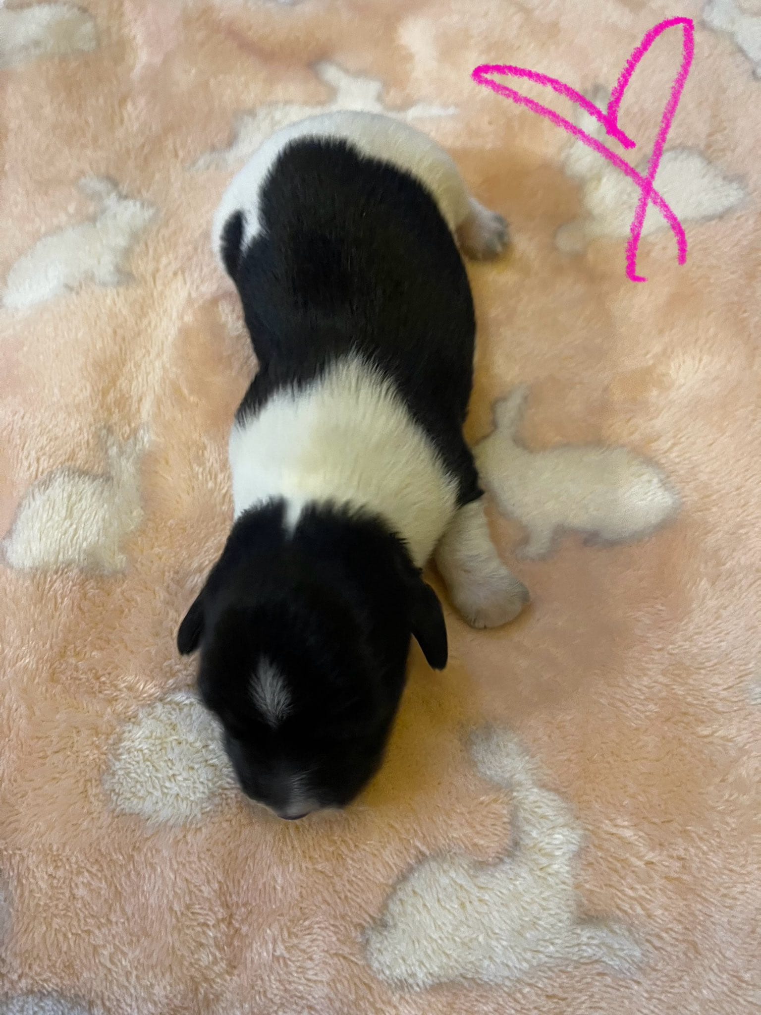 Female Piebald w/white spot on head – Miniature Dachshund puppy for sale in Statesville, NC