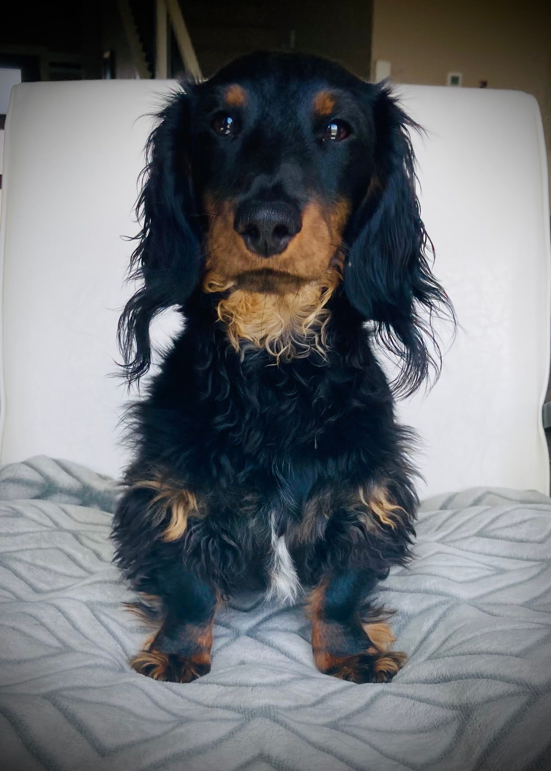 Rufus – Miniature Dachshund puppy for sale in Baltic, SD