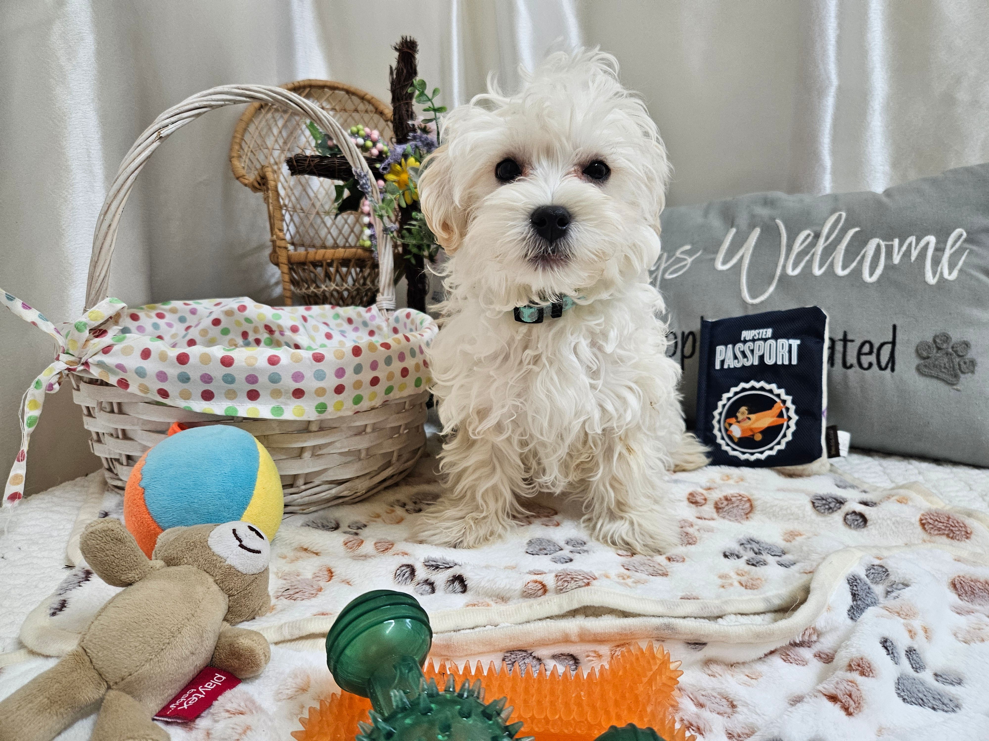 Bingo – Maltipoo puppy for sale in Spencerville, IN