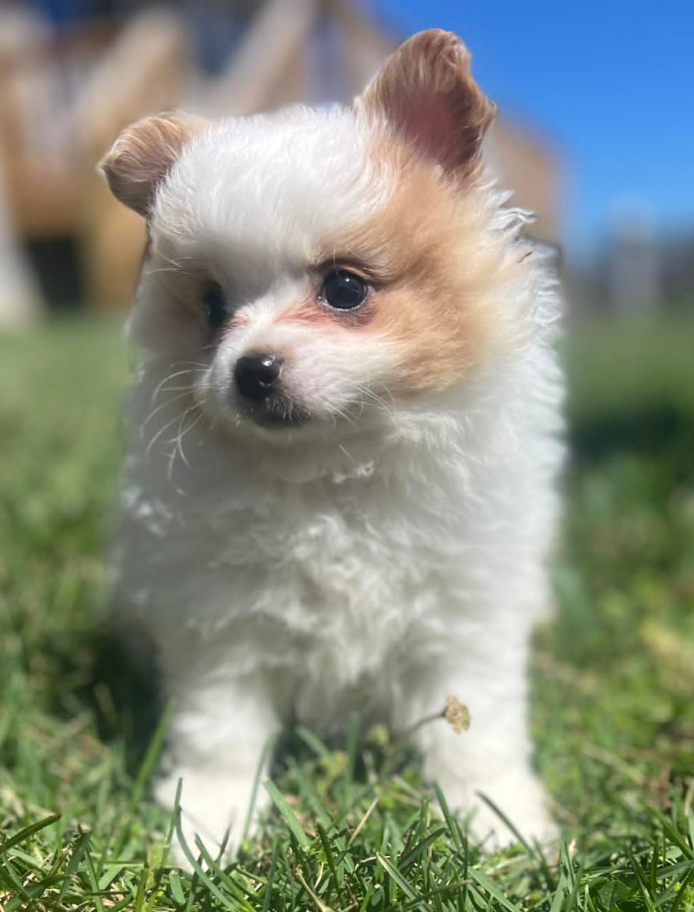 Foxy – Pomeranian puppy for sale in Long Lane, MO