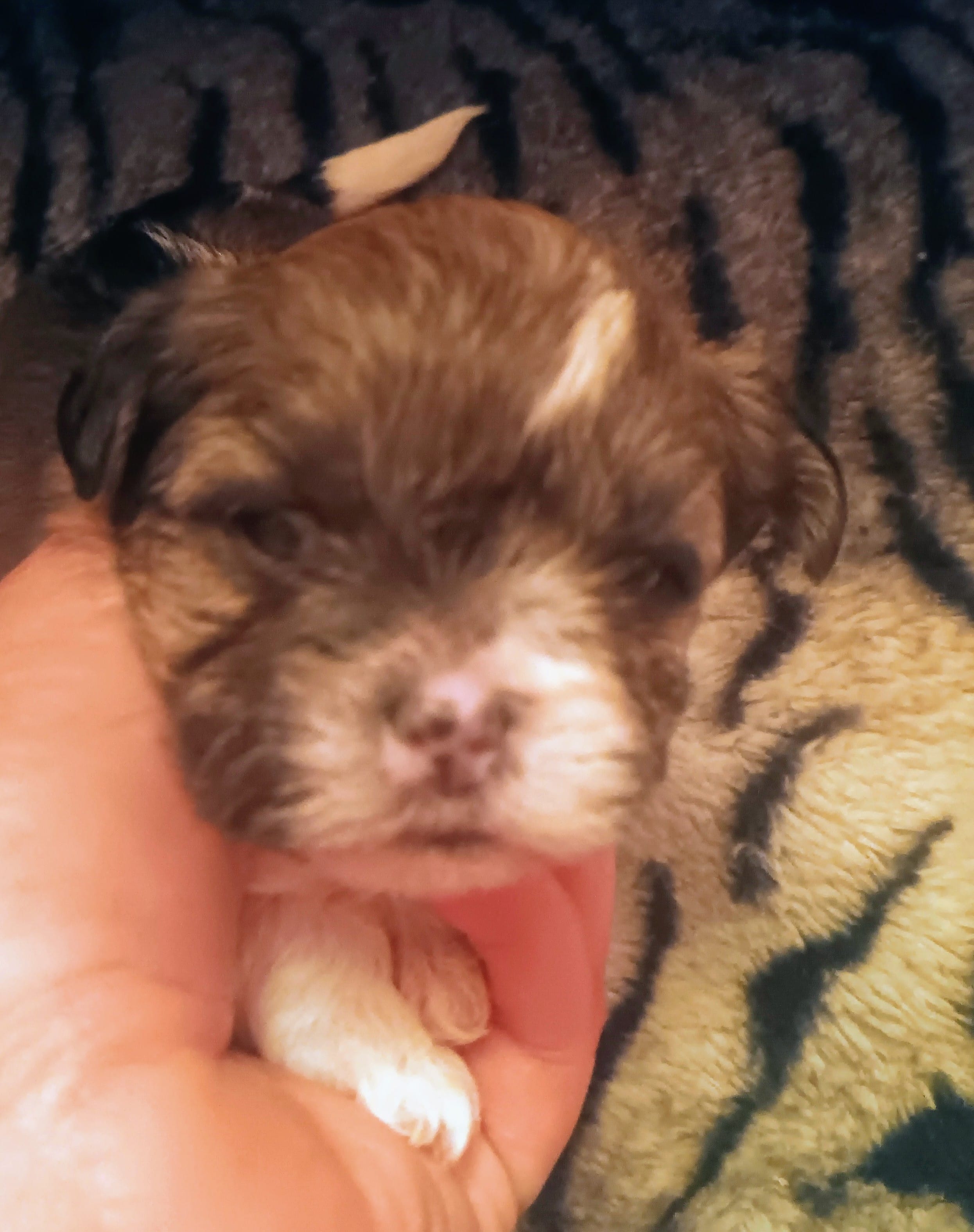 Female 1 – Maltese, Yorkshire Terrier puppy for sale in Woburn, MA