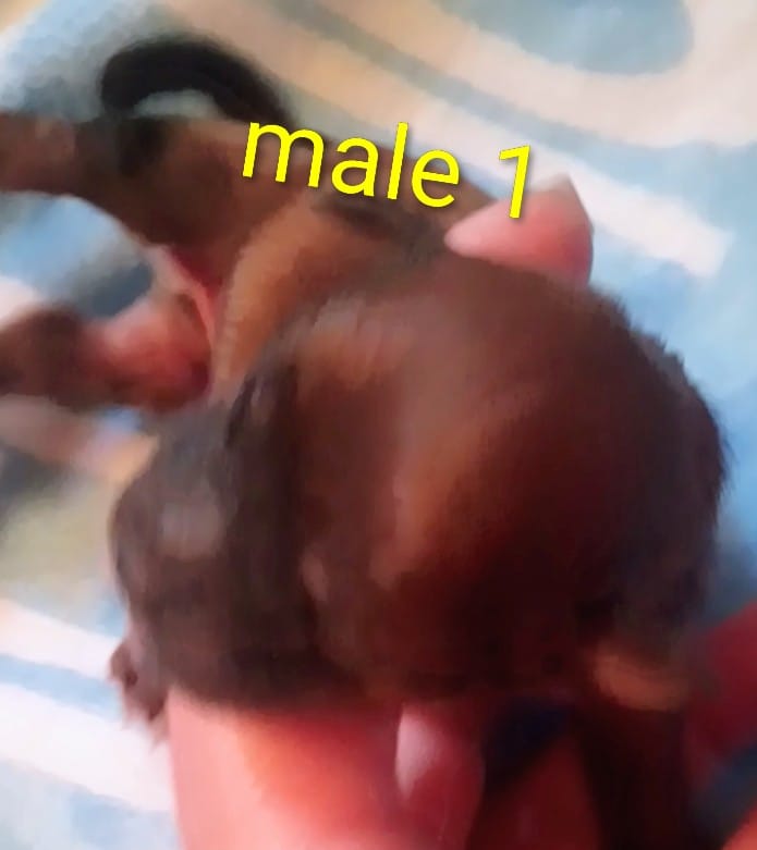 Male 1 – Maltese, Yorkshire Terrier puppy for sale in Woburn, MA