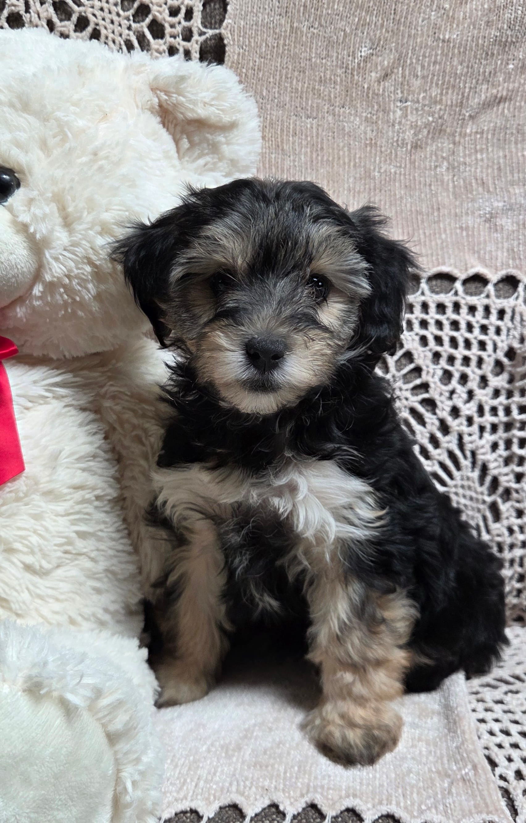 Tina – Yorkipoo, Poodle - Toy  puppy for sale in Waterloo, NY