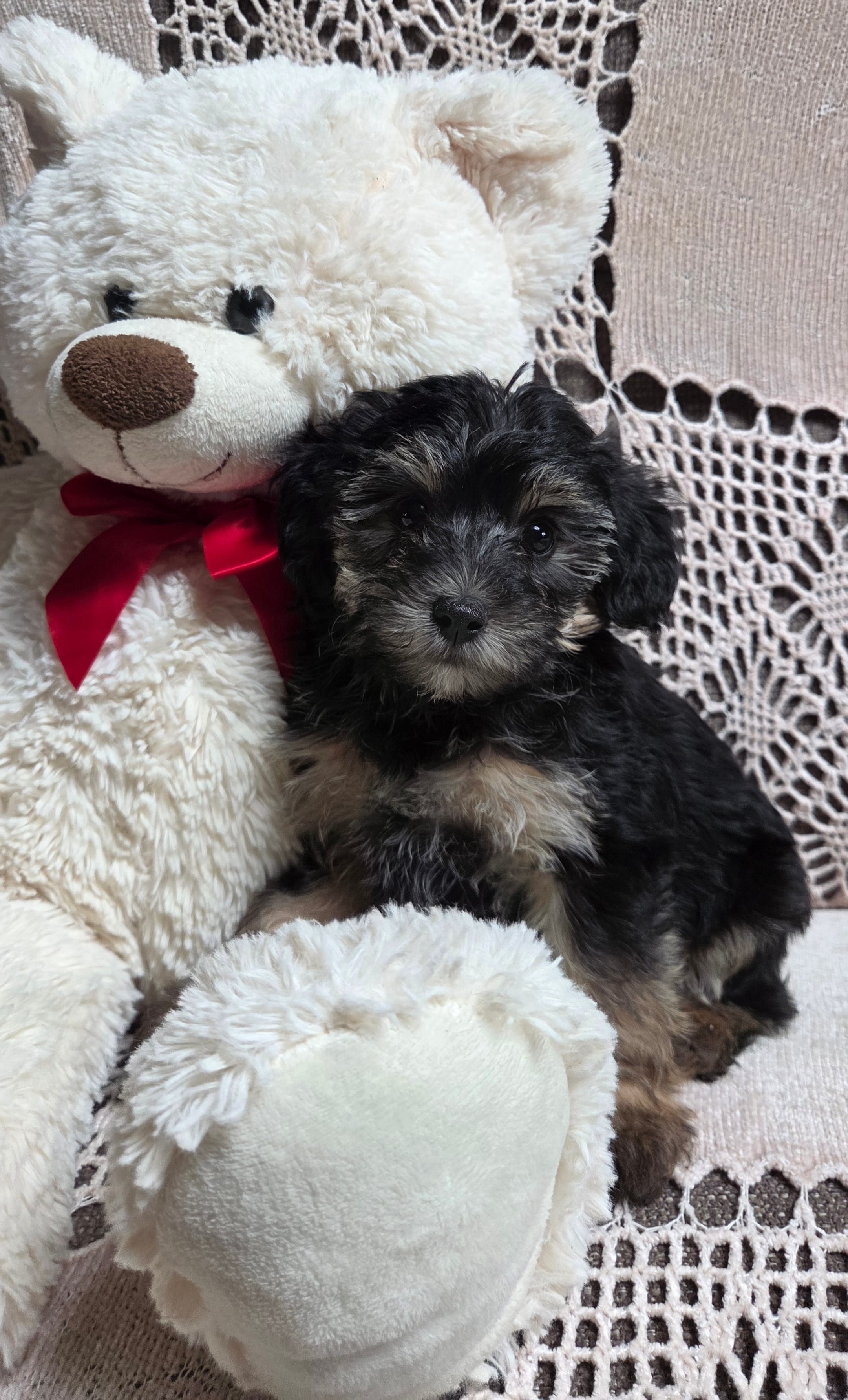 Tessie – Yorkipoo, Poodle - Toy  puppy for sale in Waterloo, NY