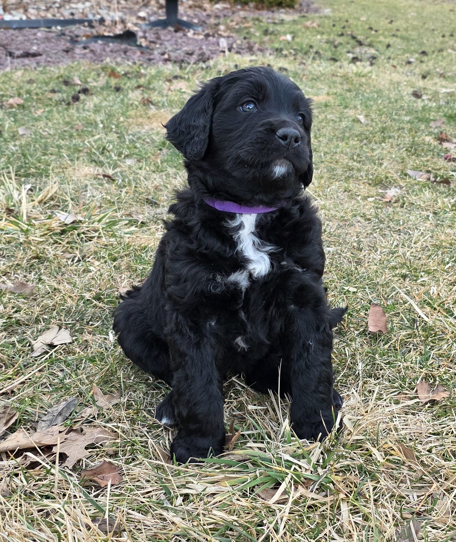 Iris – Golden Mountain Dog puppy for sale in Fort Wayne, IN