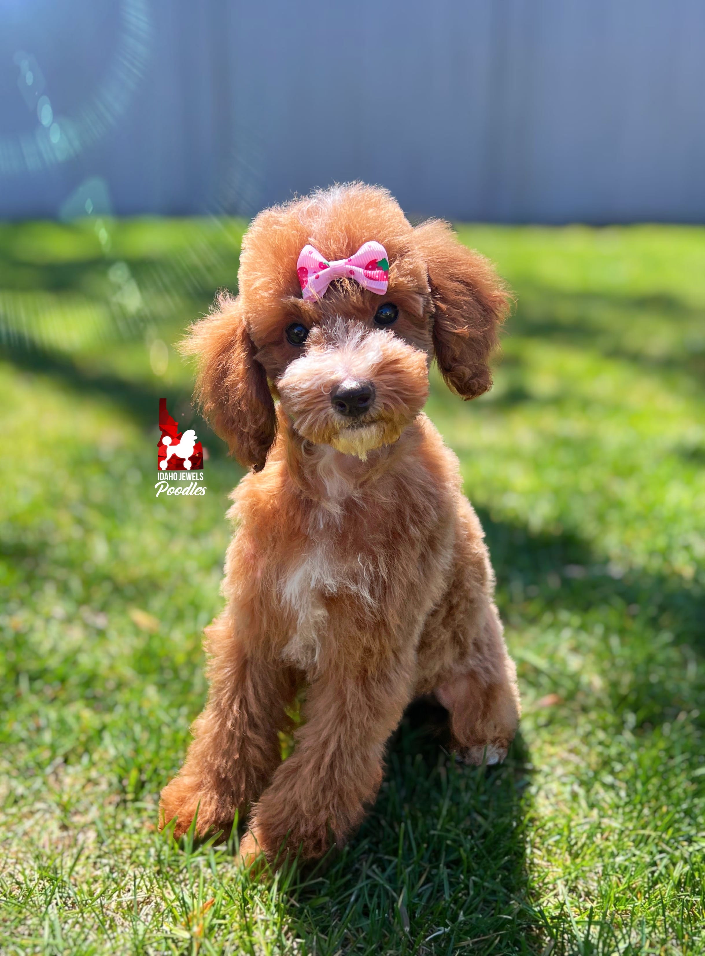 Florence the Red w/ White Markings Mini Poodle Girl ~ Pet – Poodle - Miniature  puppy for sale in Rigby, ID