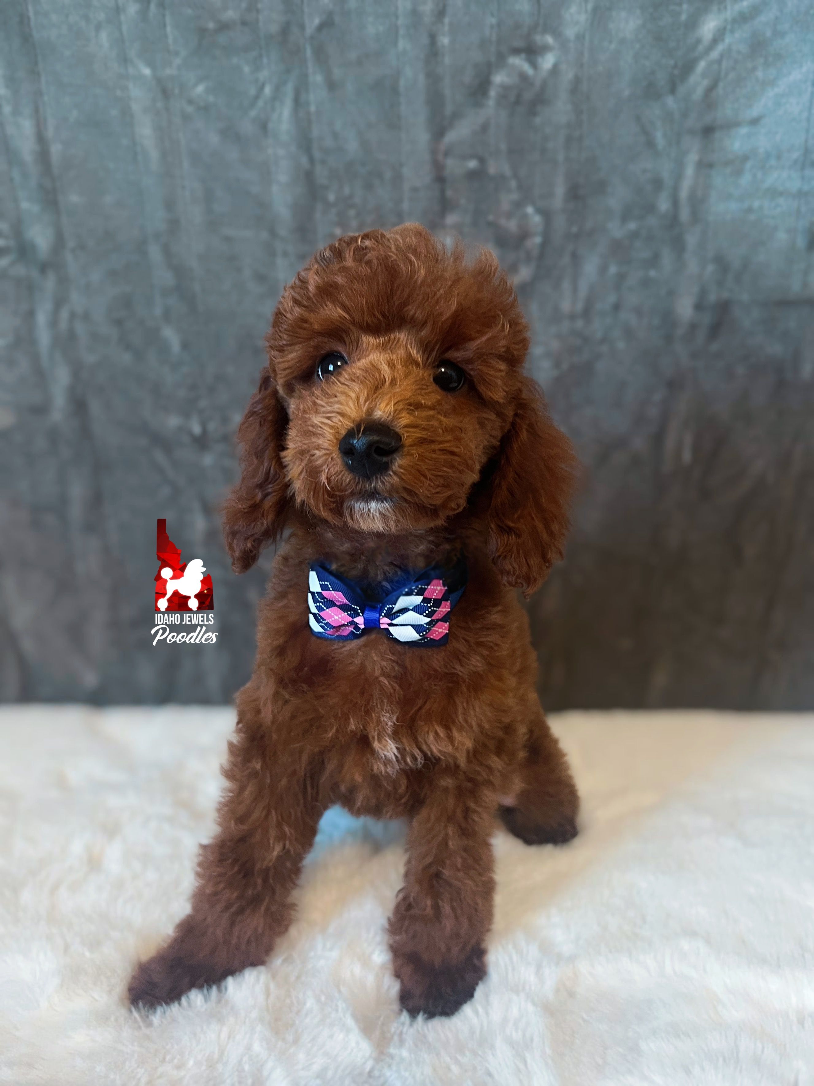 Biscuit, Red Mini Poodle Boy ~ Breeder or Pet – Poodle - Miniature  puppy for sale in Rigby, ID