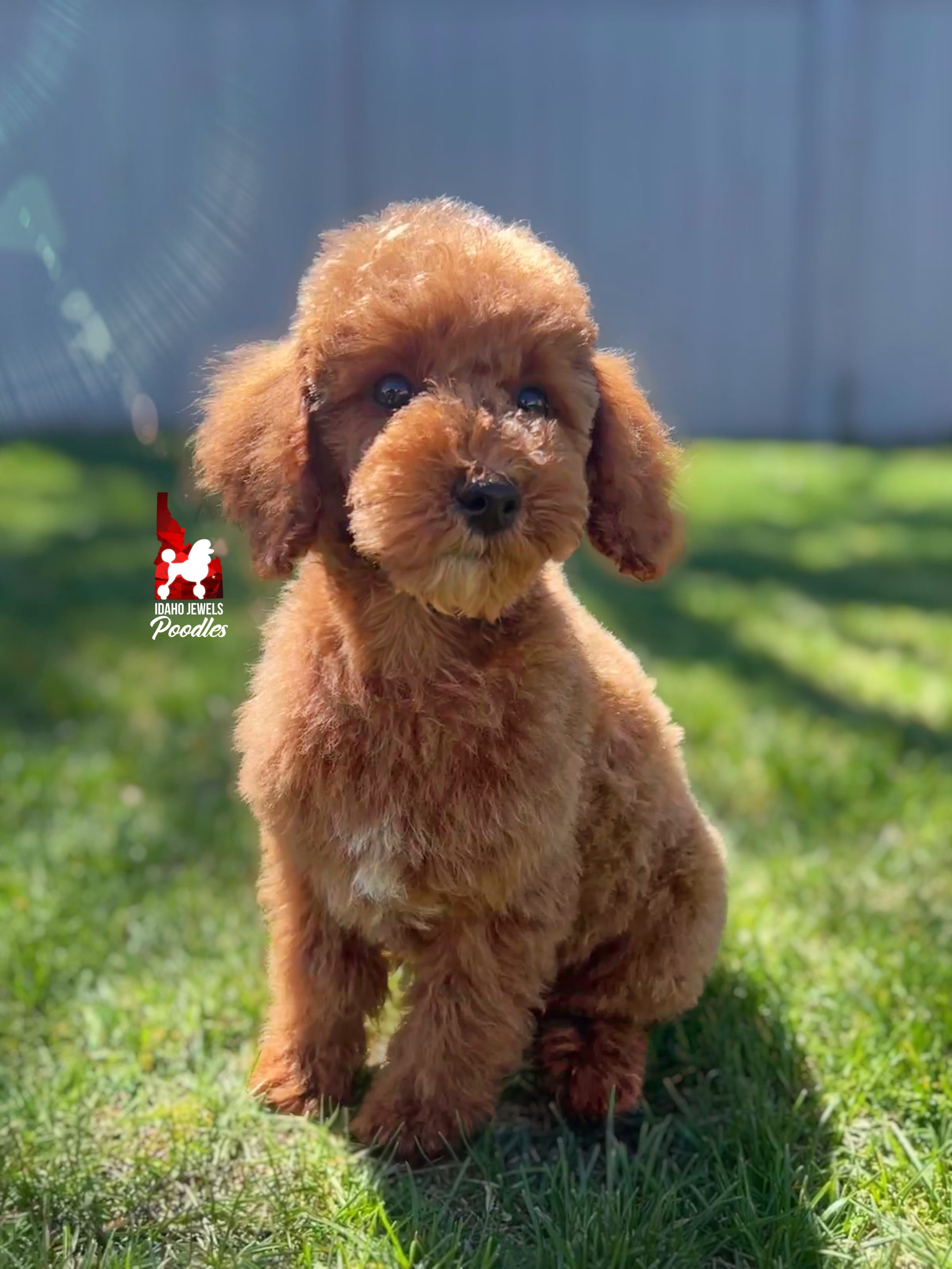 Hudson the Red w/ White Mini Poodle ~ Breeder or Pet – Poodle - Miniature  puppy for sale in Rigby, ID