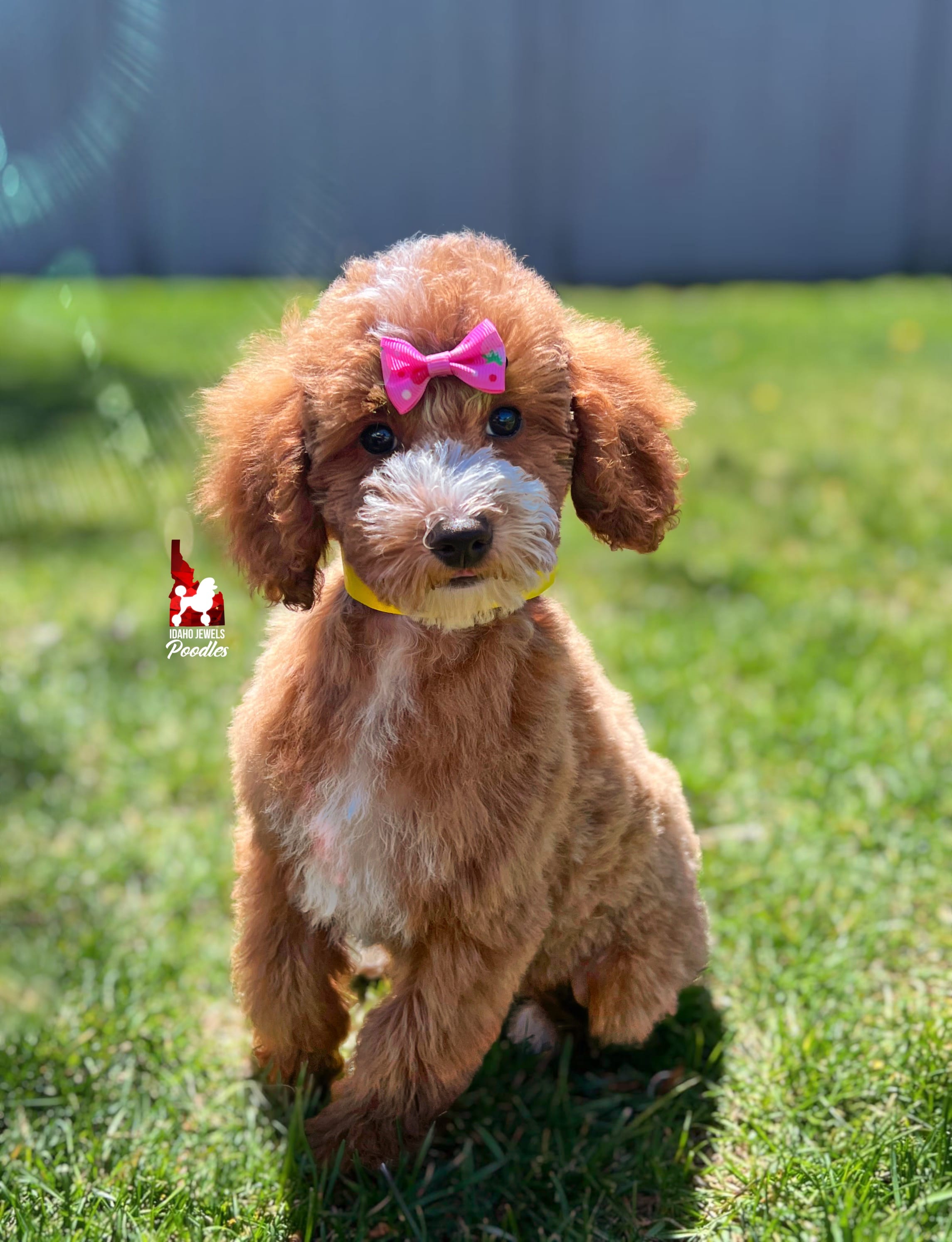 Vienna, Red with White Markings Mini Poodle Girl ~ Pet – Poodle - Miniature  puppy for sale in Rigby, ID