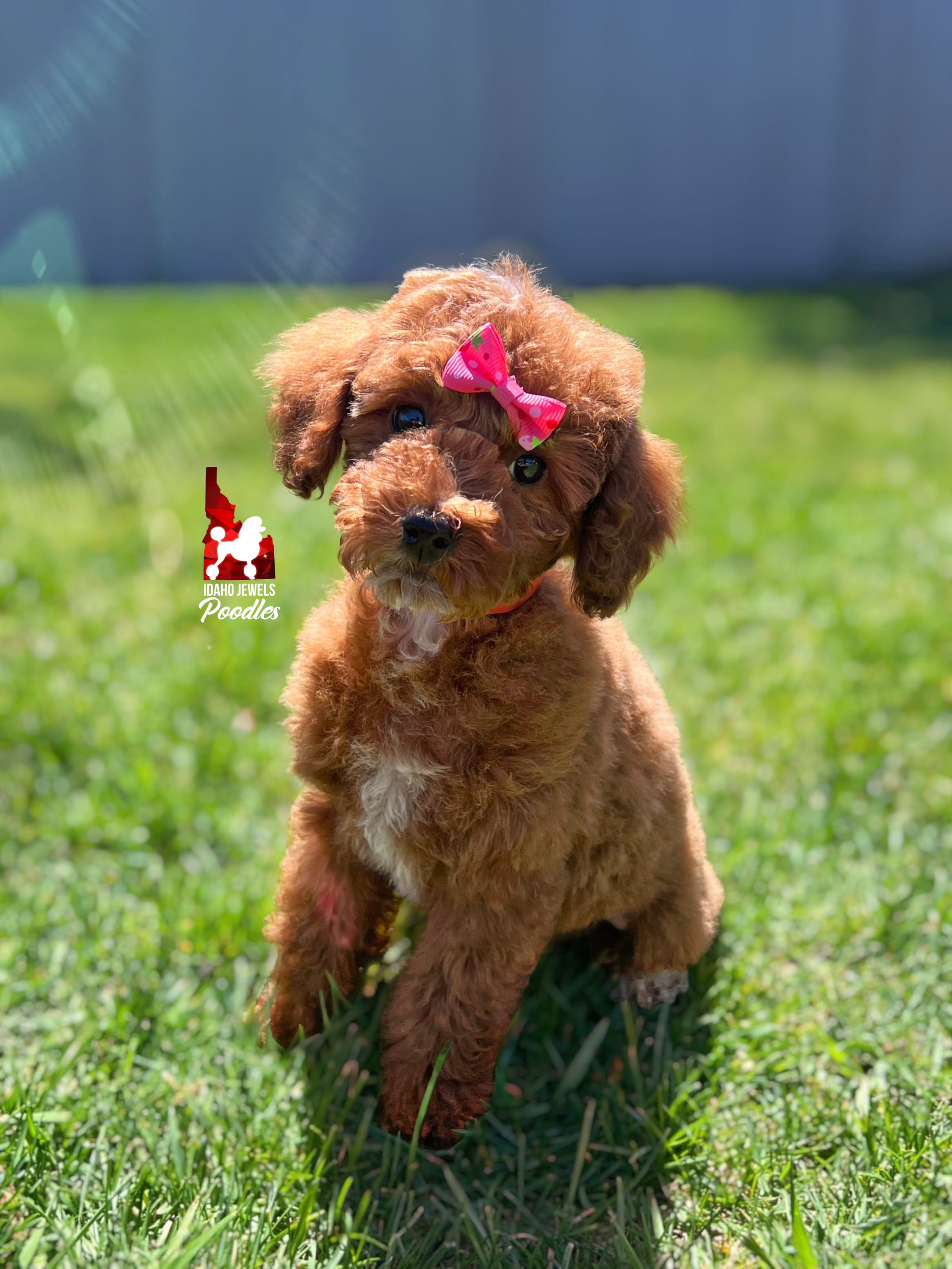Malibu, Red w/ White Mini Poodle Girl ~ Pet – Poodle - Miniature  puppy for sale in Rigby, ID
