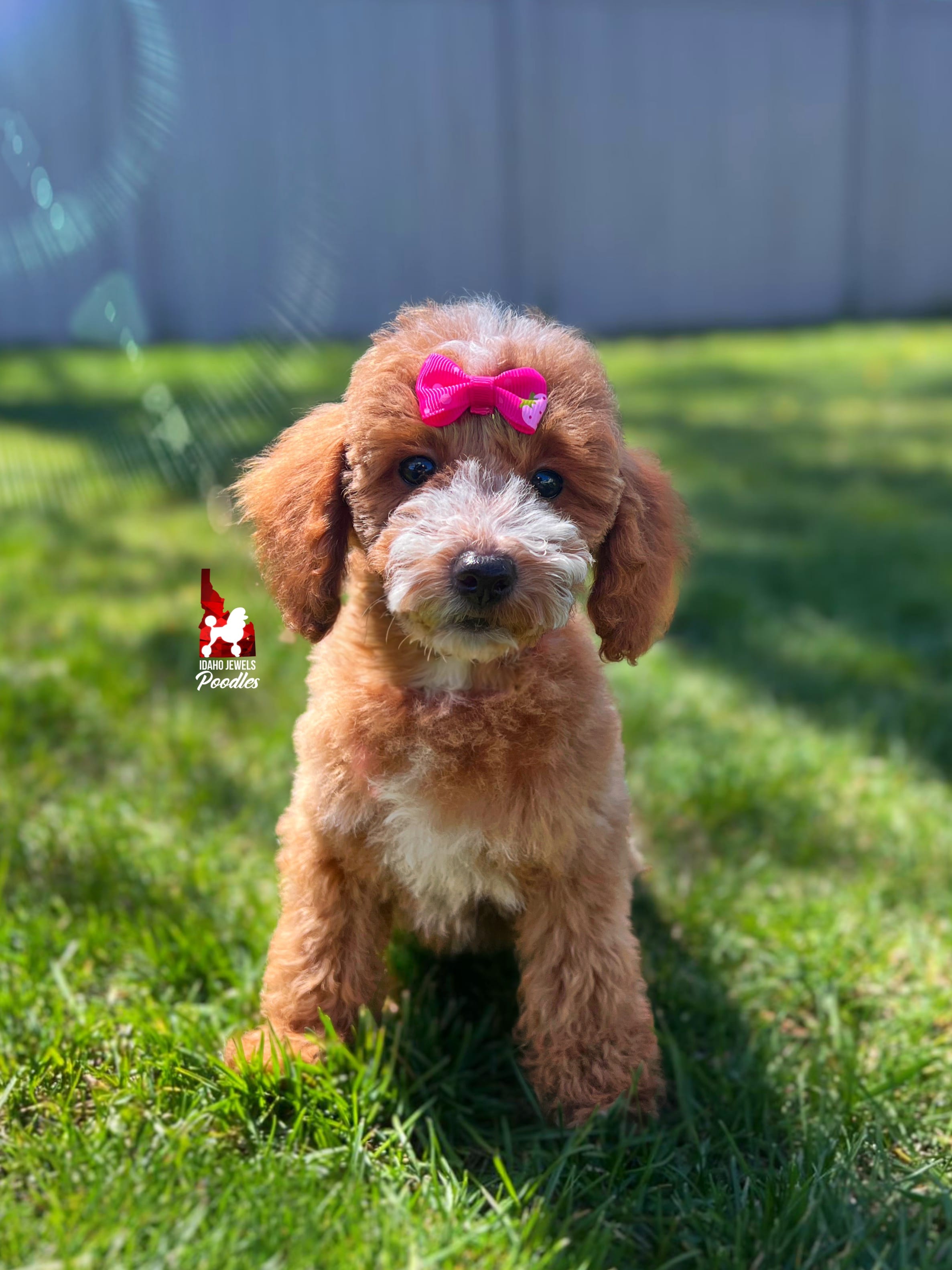 Capri, Red w/ White Mini Poodle Girl ~ Pet – Poodle - Miniature  puppy for sale in Rigby, ID