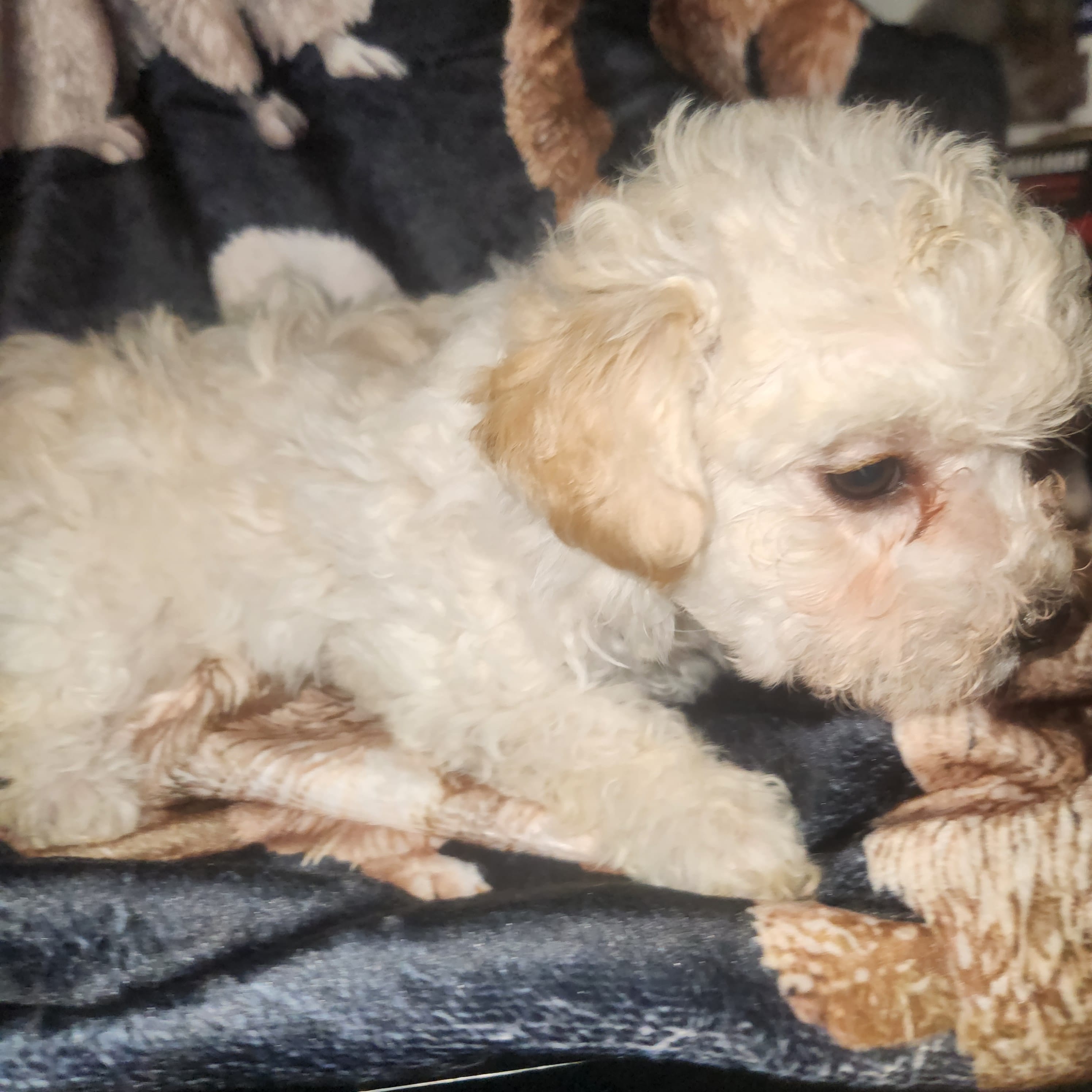 Sandy - Ready  – Poodle - Toy  puppy for sale in Attleboro, MA