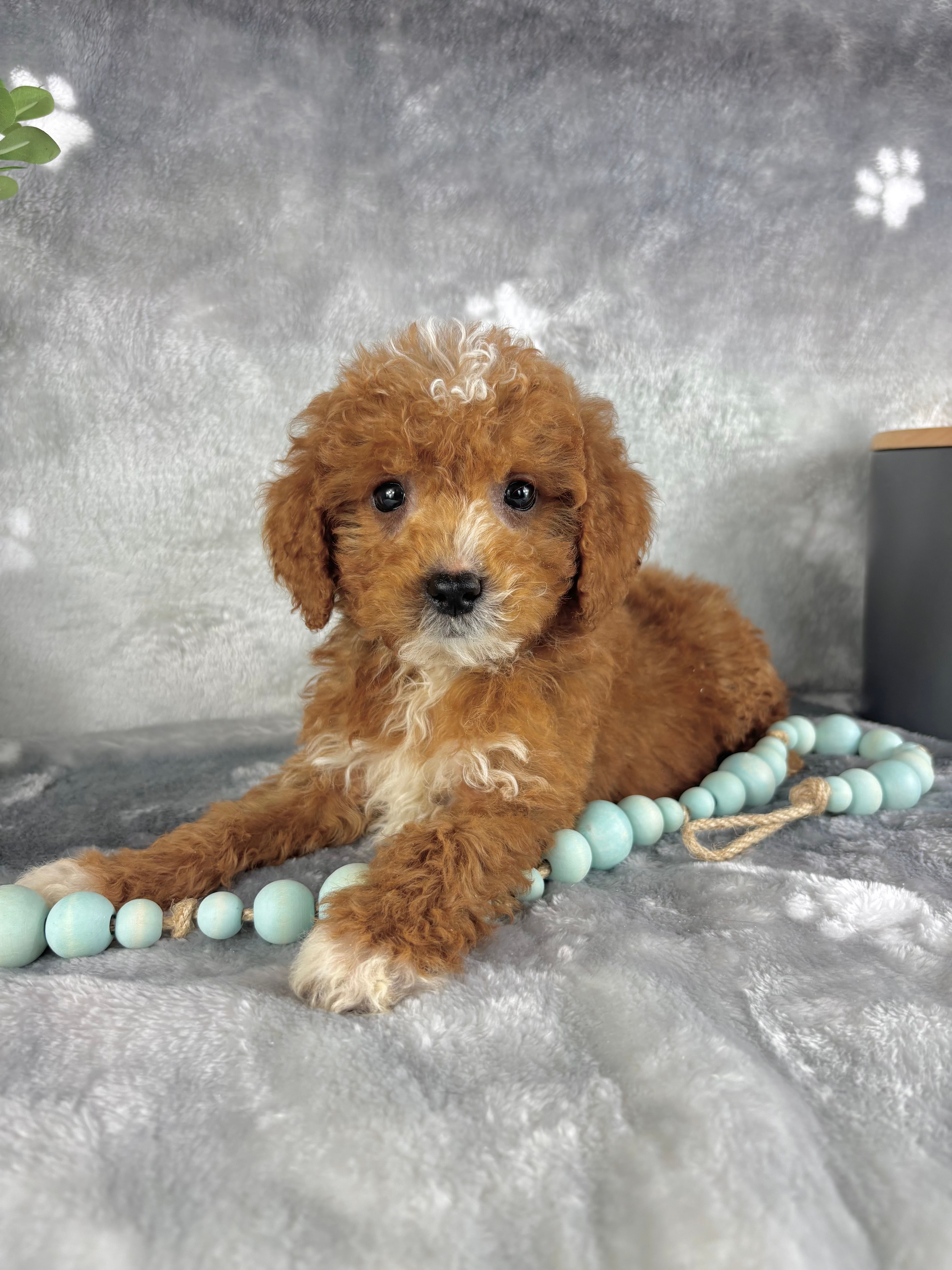Griffin – Miniature Goldendoodle puppy for sale in Greenwood, IN