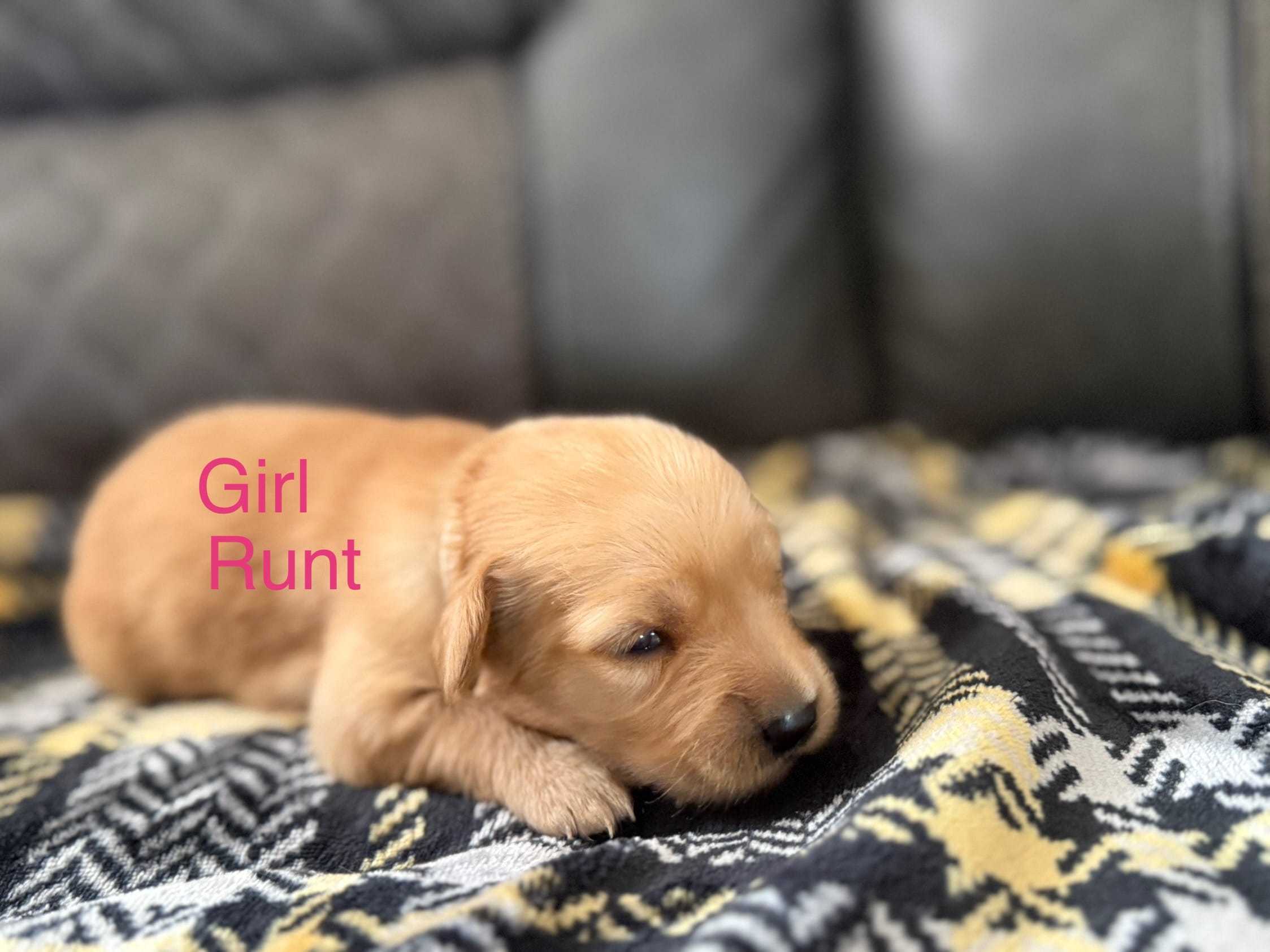 Bella  – Golden Retriever, Goldador puppy for sale in Tonopah, AZ
