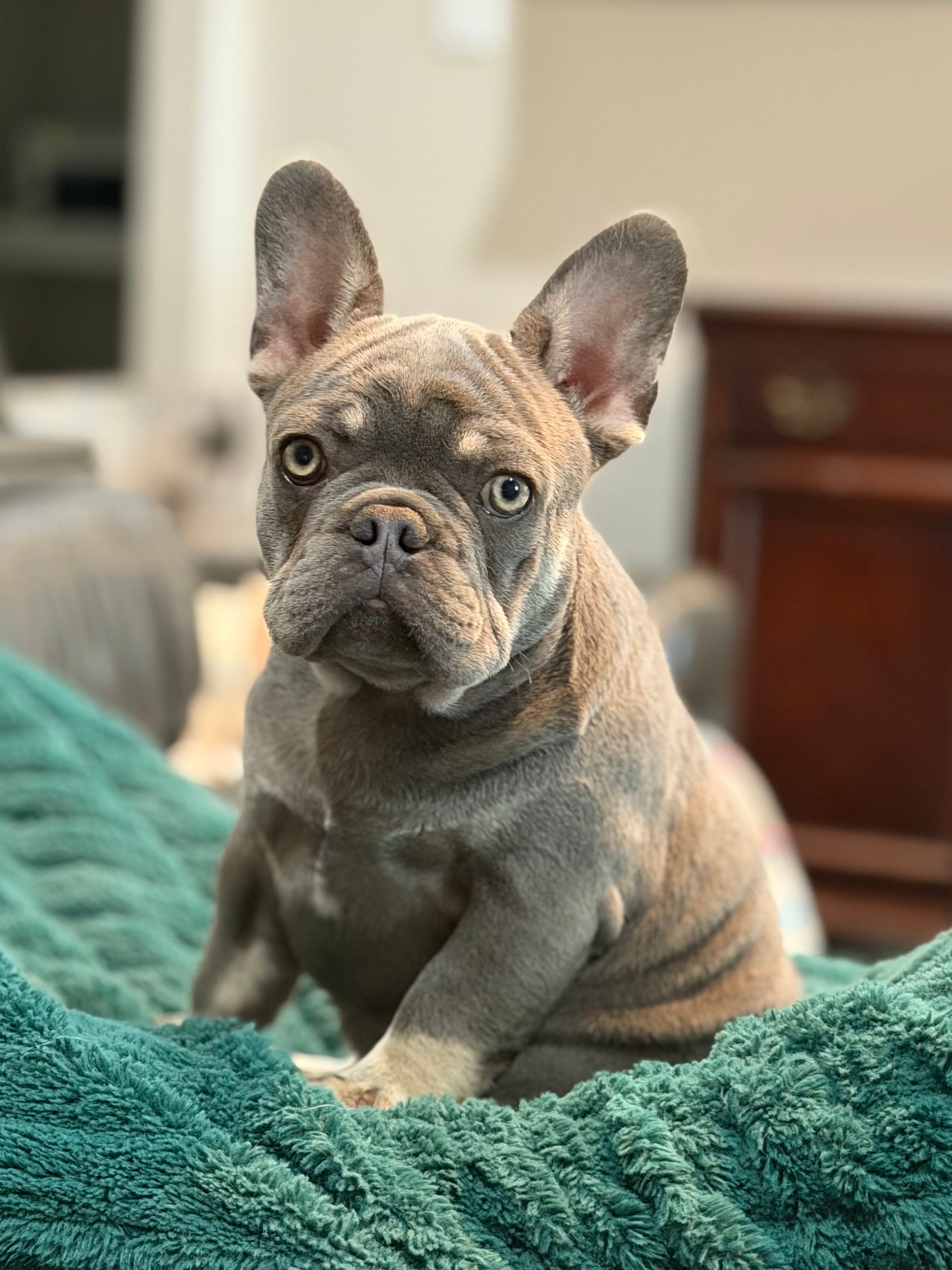 Travis – French Bulldog puppy for sale in Jacksboro, TX