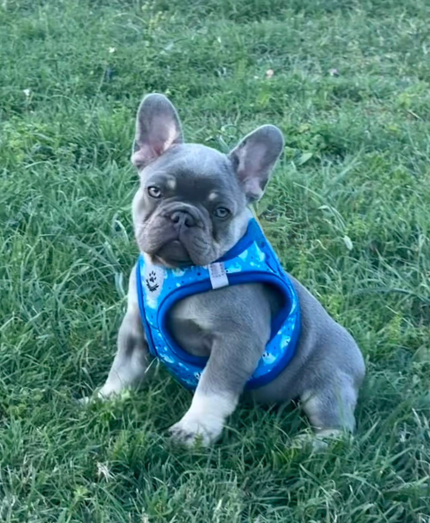 Travis – French Bulldog puppy for sale in Lake City, FL