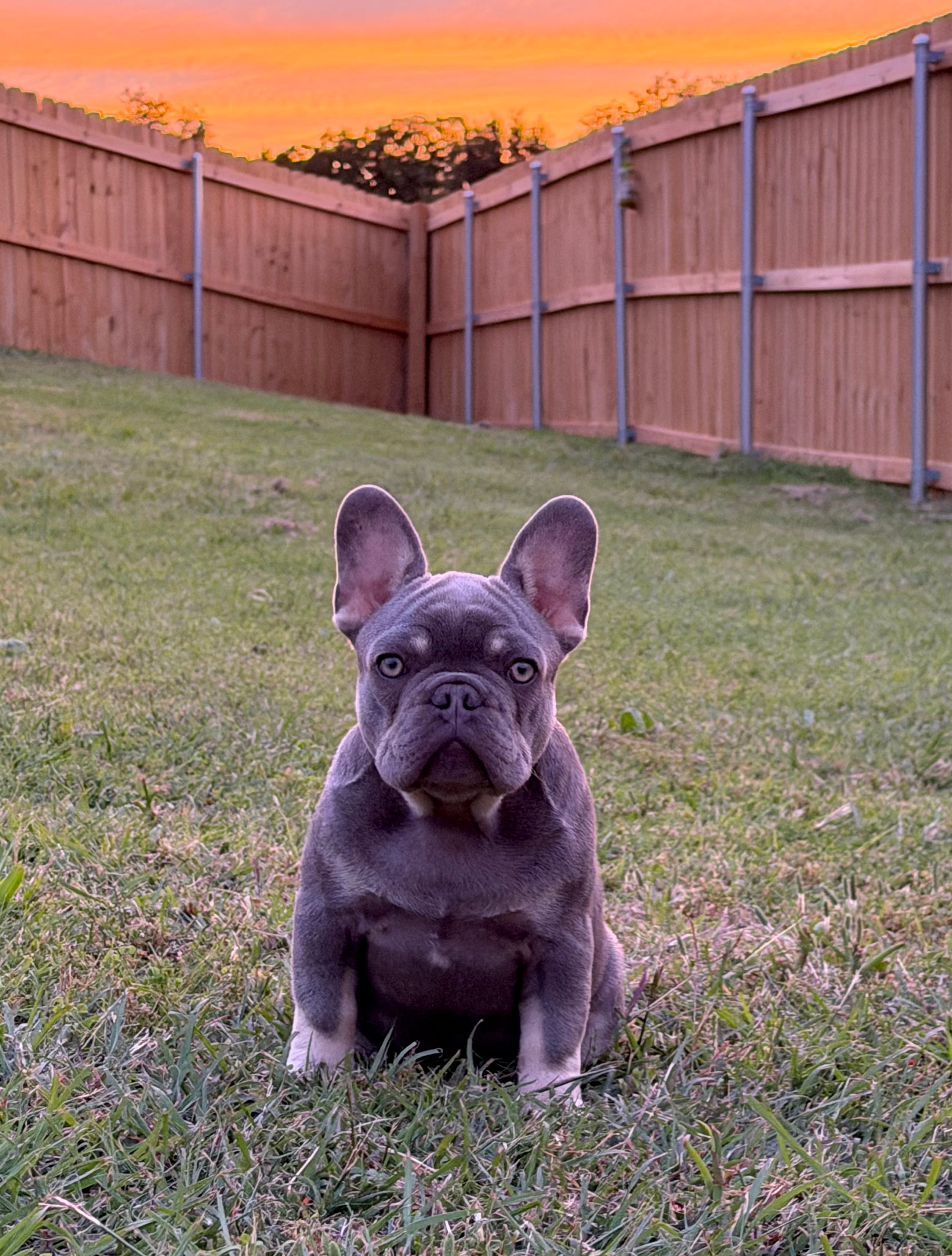 Travis – French Bulldog puppy for sale in Jacksboro, TX