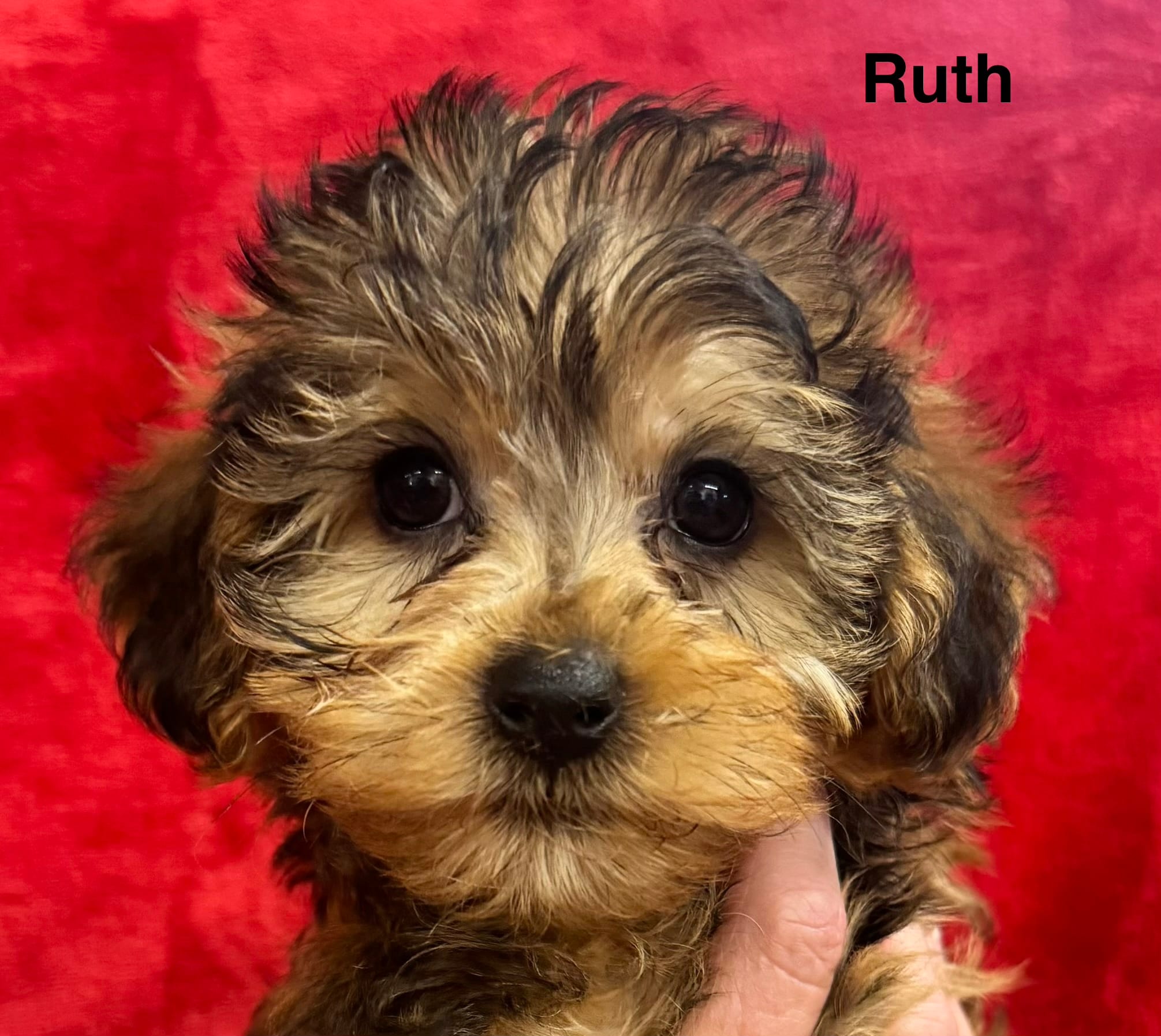 Ruth – Yorkipoo puppy for sale in Newton Grove, NC