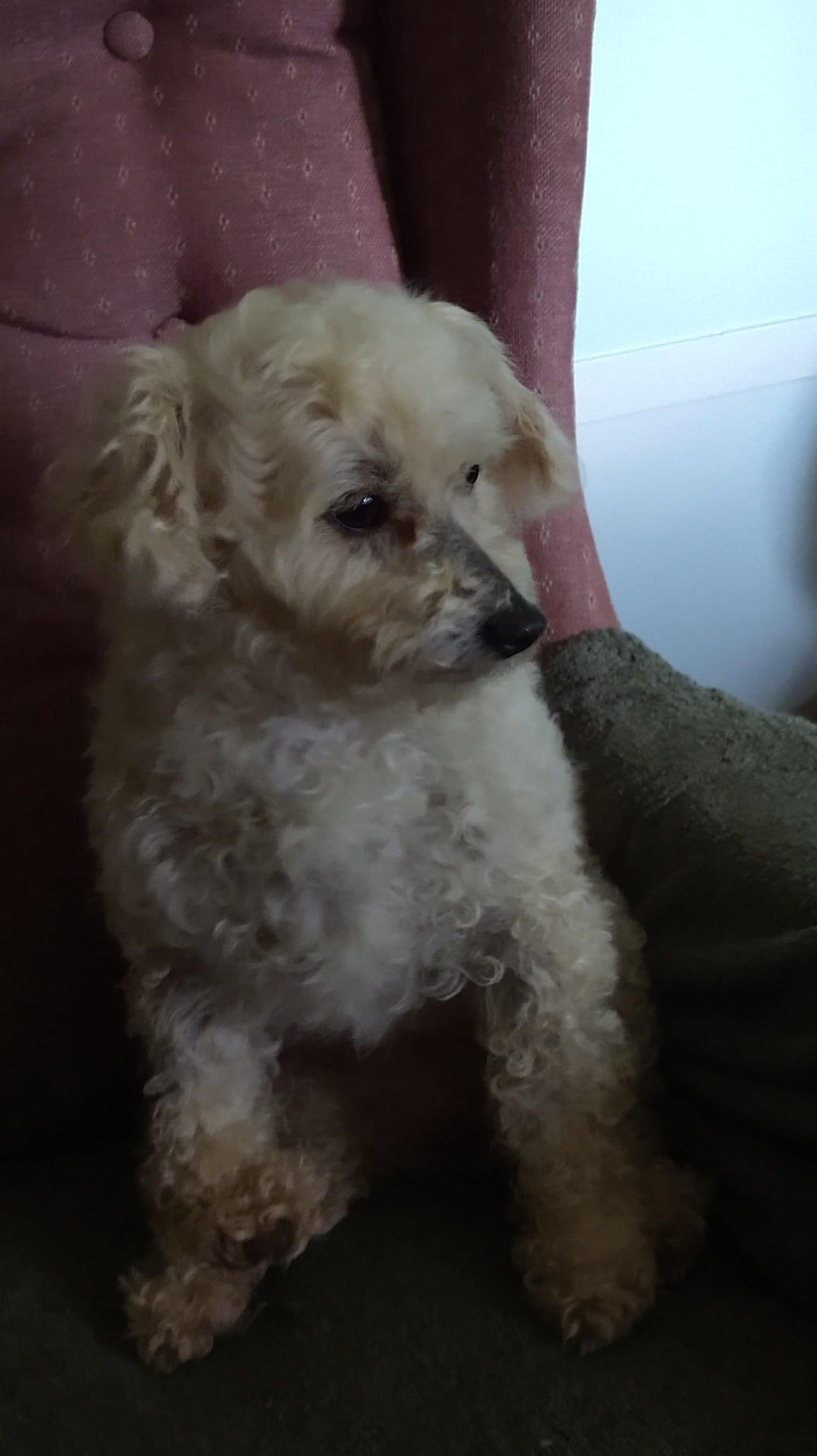 Peanut – Poodle - Toy  puppy for sale in Cartersville, GA