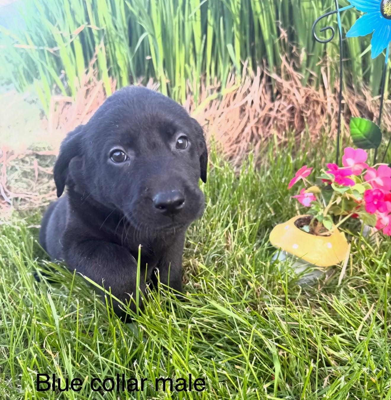 Blue Collar  – Labrador Retriever puppy for sale in Fennimore, WI