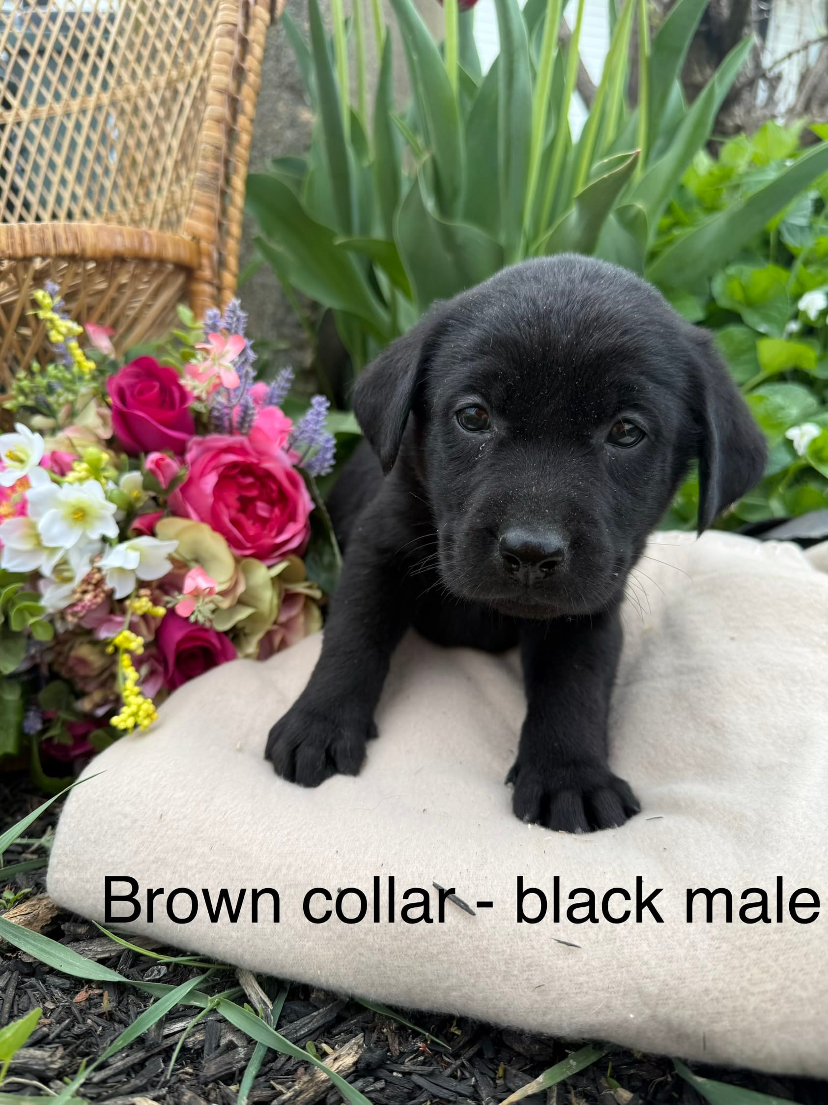 Brown Collar – Labrador Retriever puppy for sale in Fennimore, WI