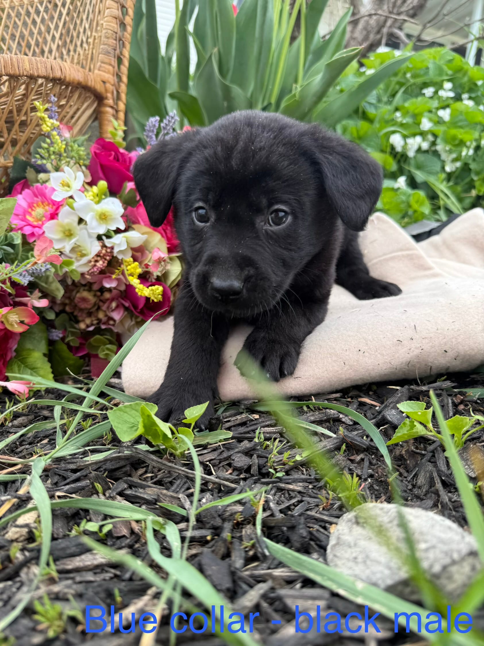 Blue Collar  – Labrador Retriever puppy for sale in Fennimore, WI